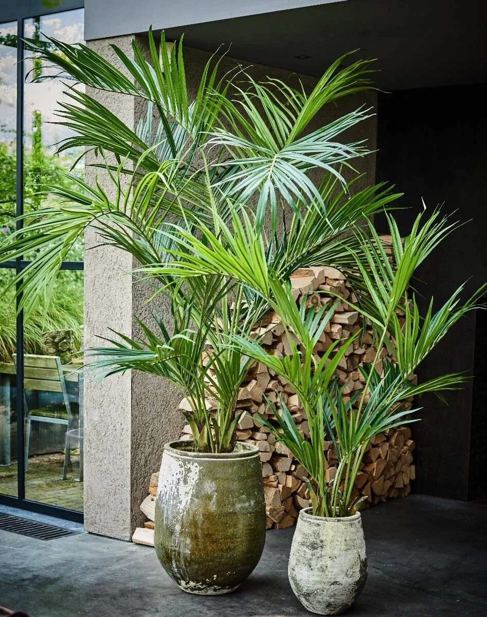 Kentia Palm