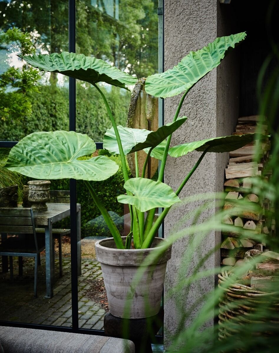Alocasia 