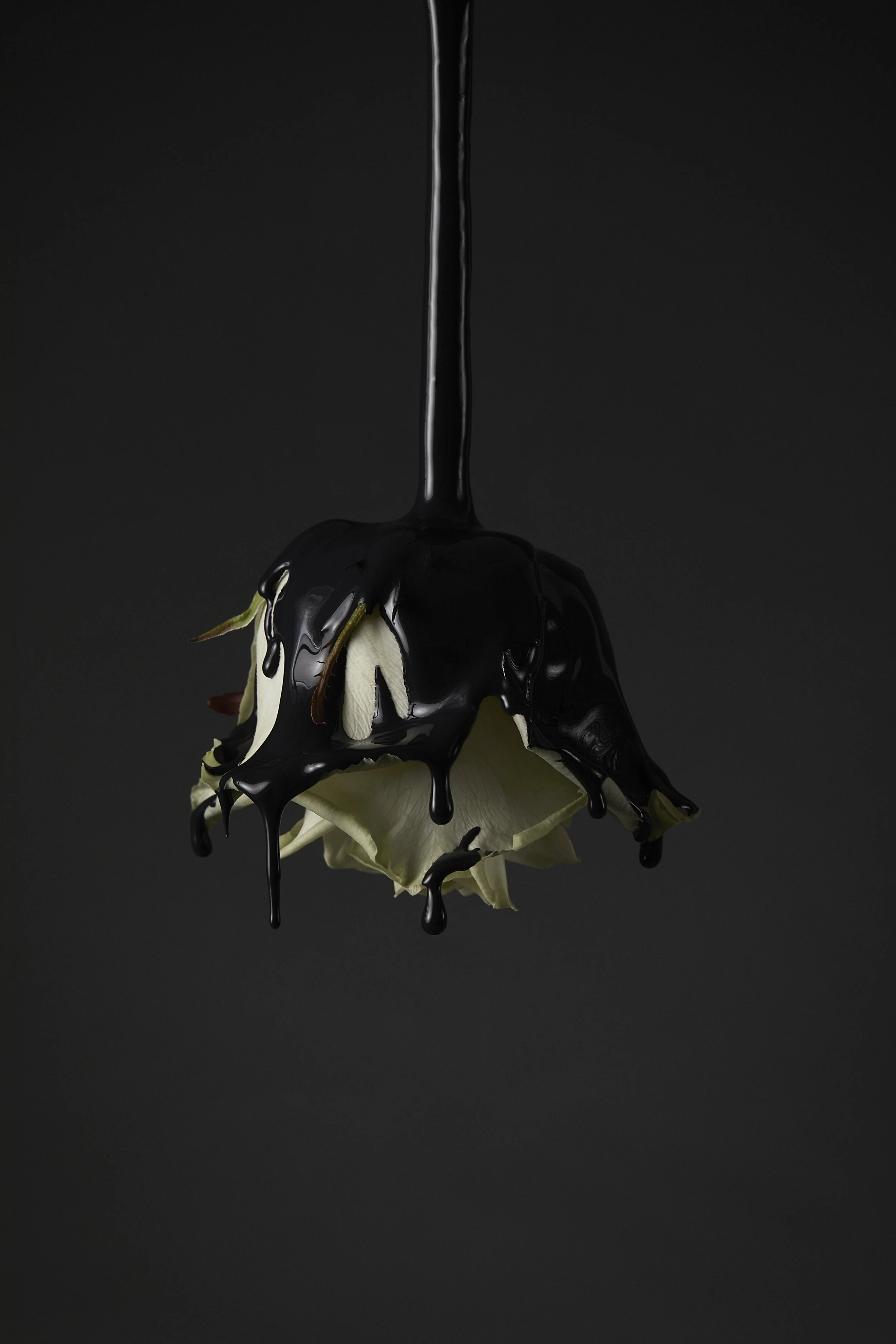 whiterose0898 copy.jpg