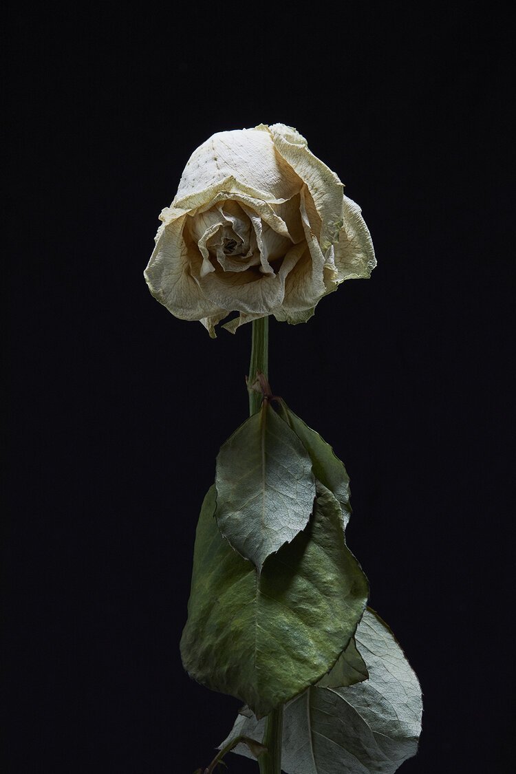 dead-white-rose-3-melancholia-creative-nowhere-land-matt-wilson-artist.jpg