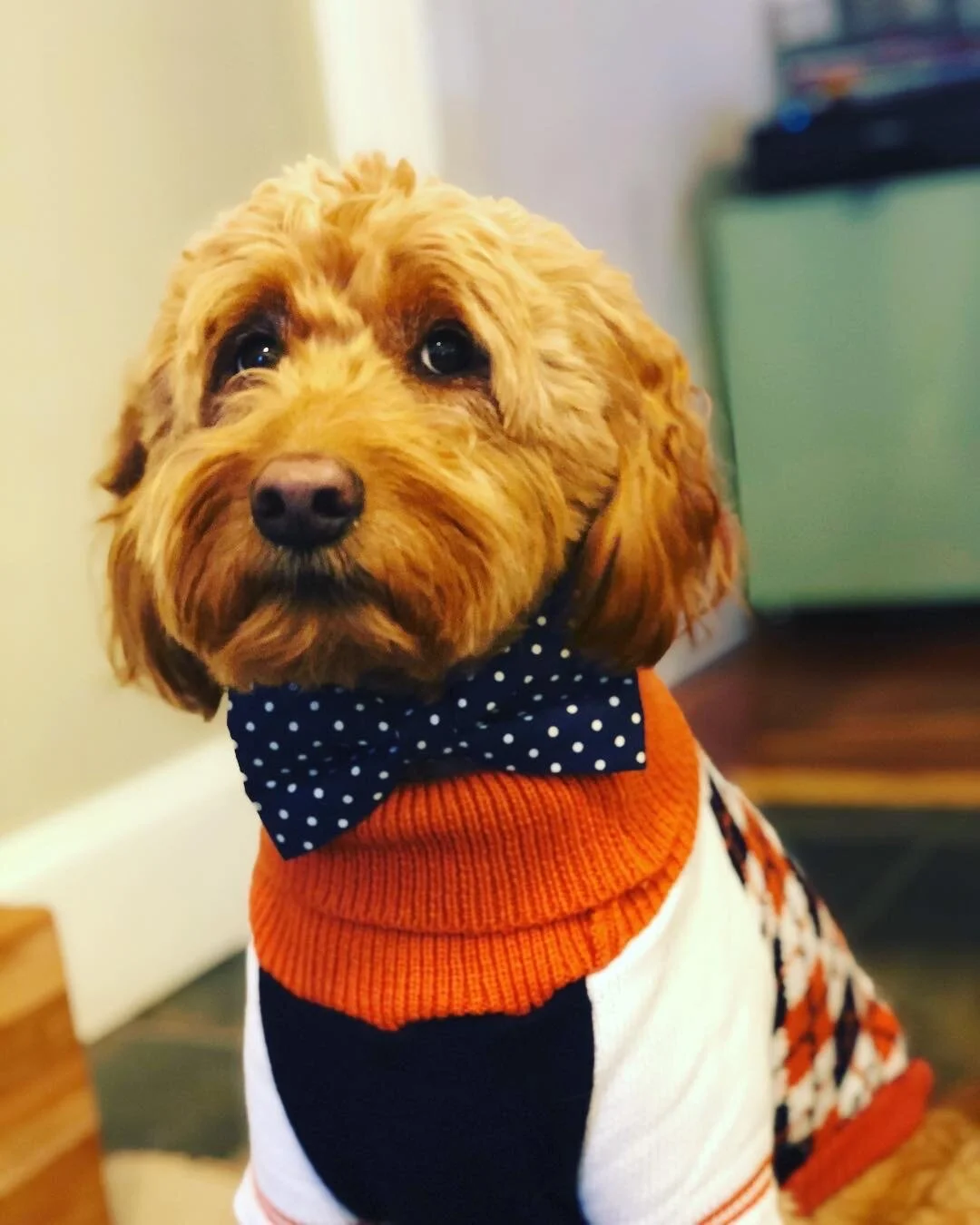 My Heartbreak: Losing My Fur Baby