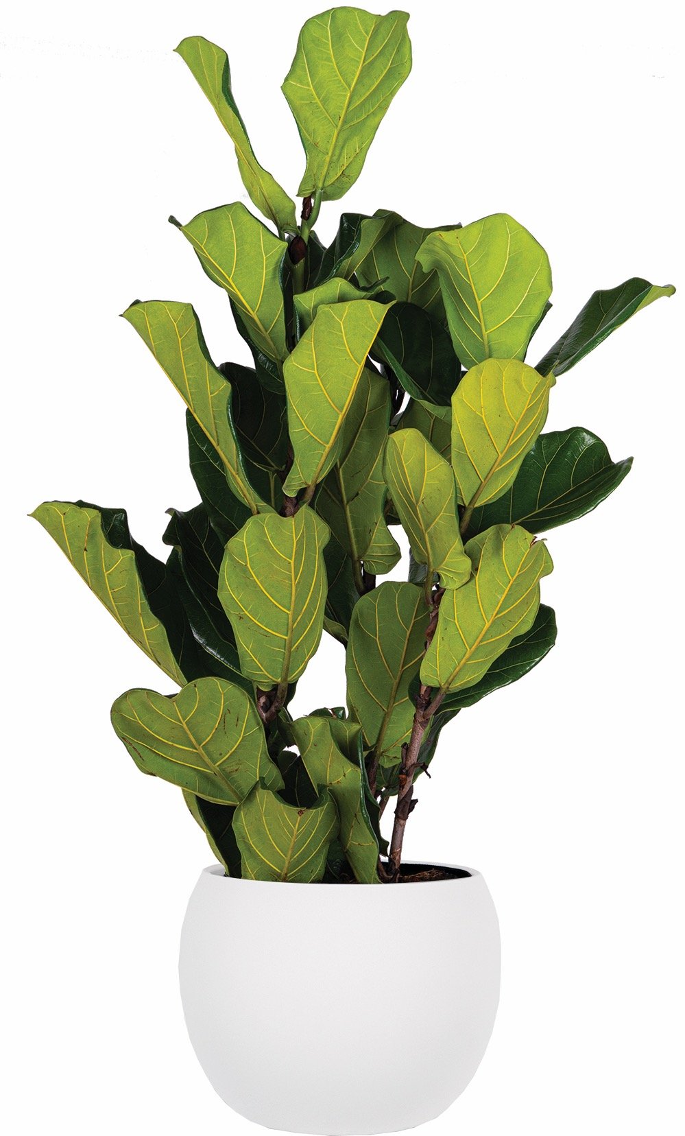 Ficus Lyrata Bush 10in.jpeg