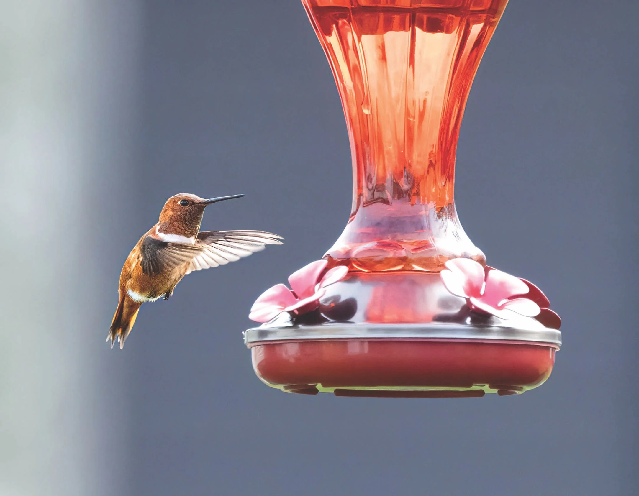 Rare Bird Alert!