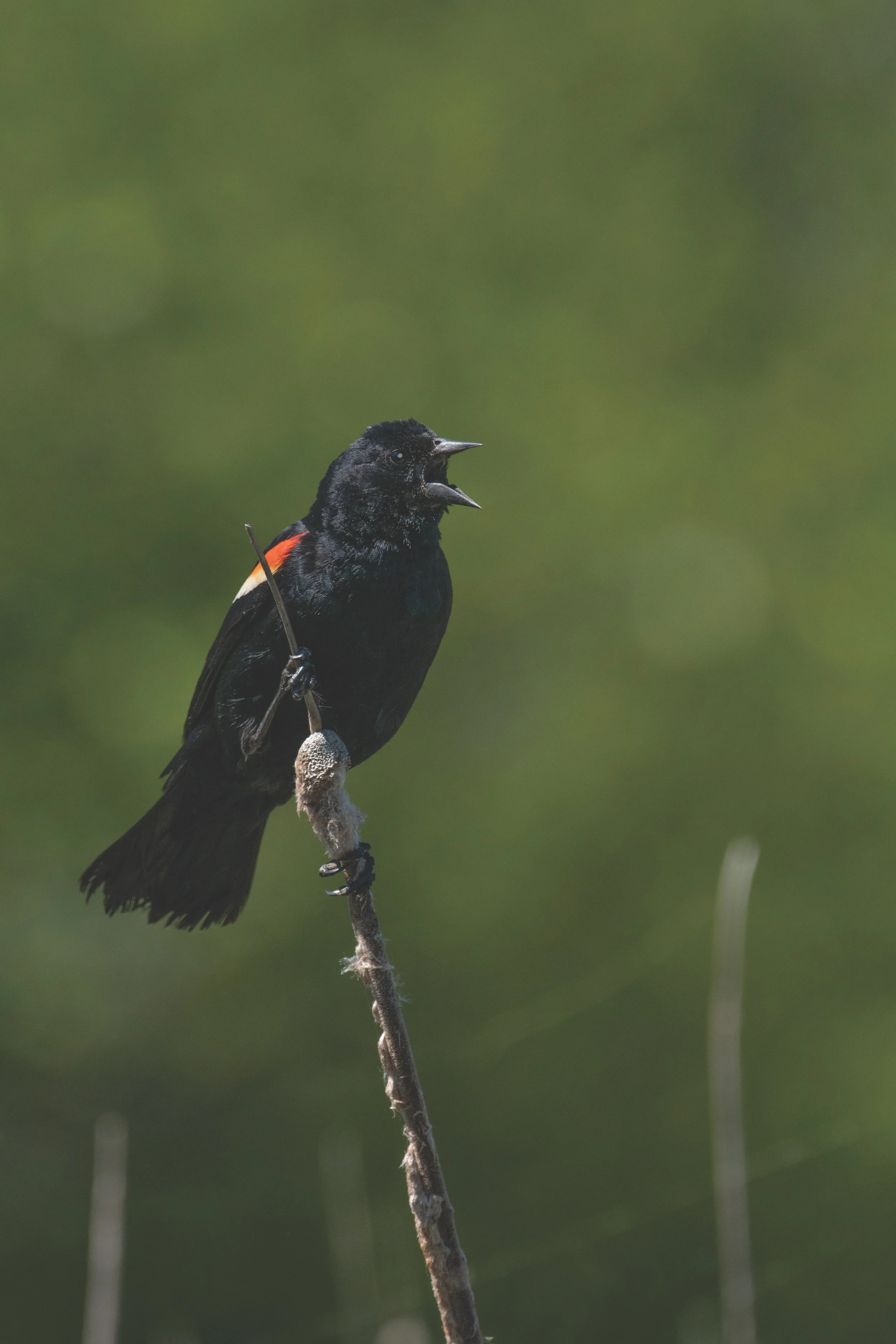 Birding By Ear