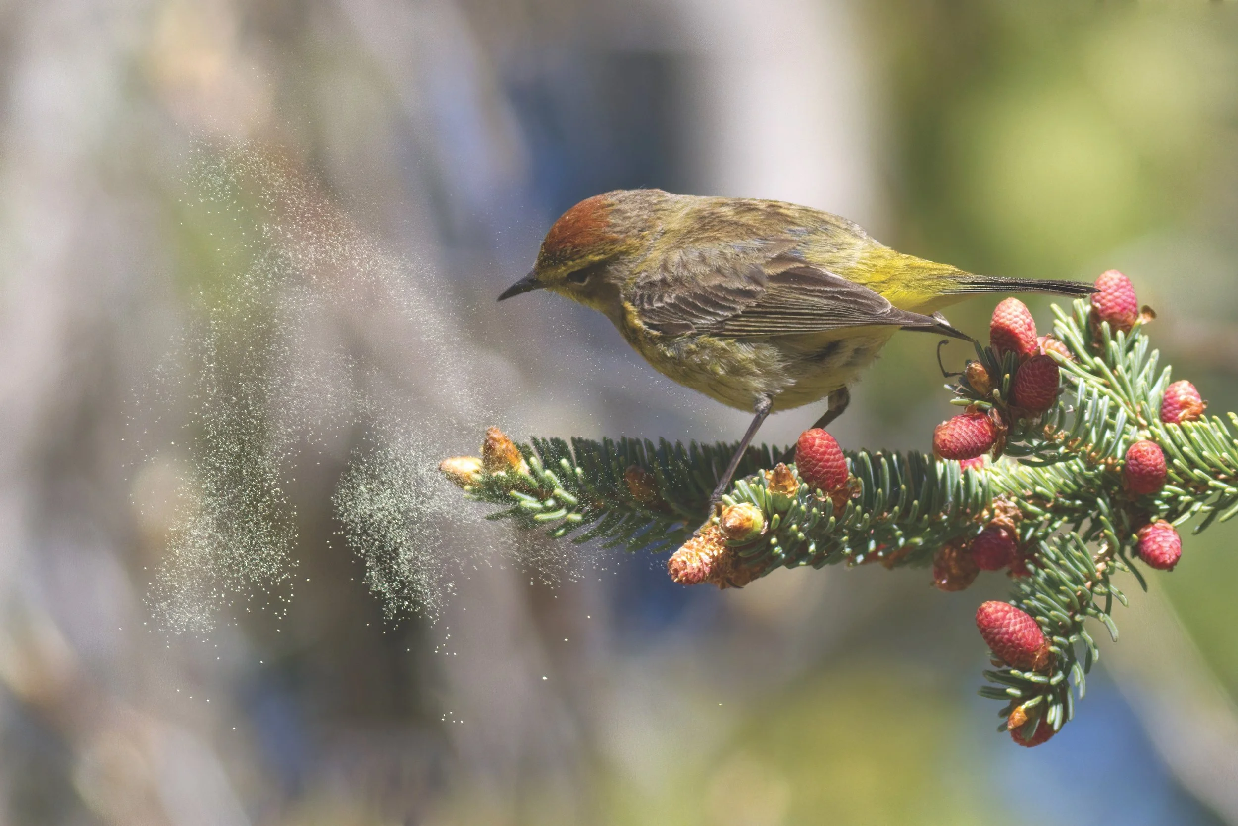 Wonderful World Of Warblers