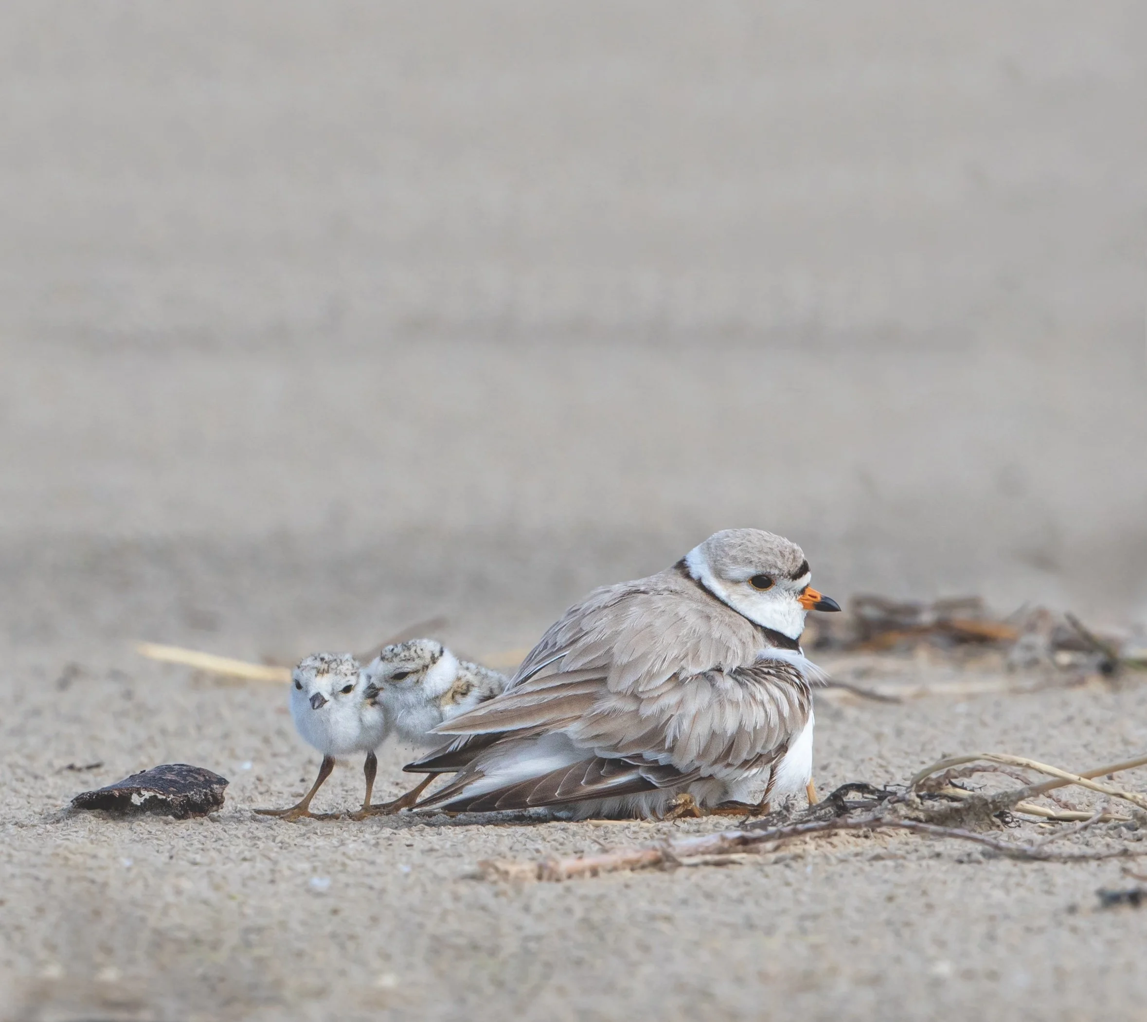 Plovers In A Dangerous Time