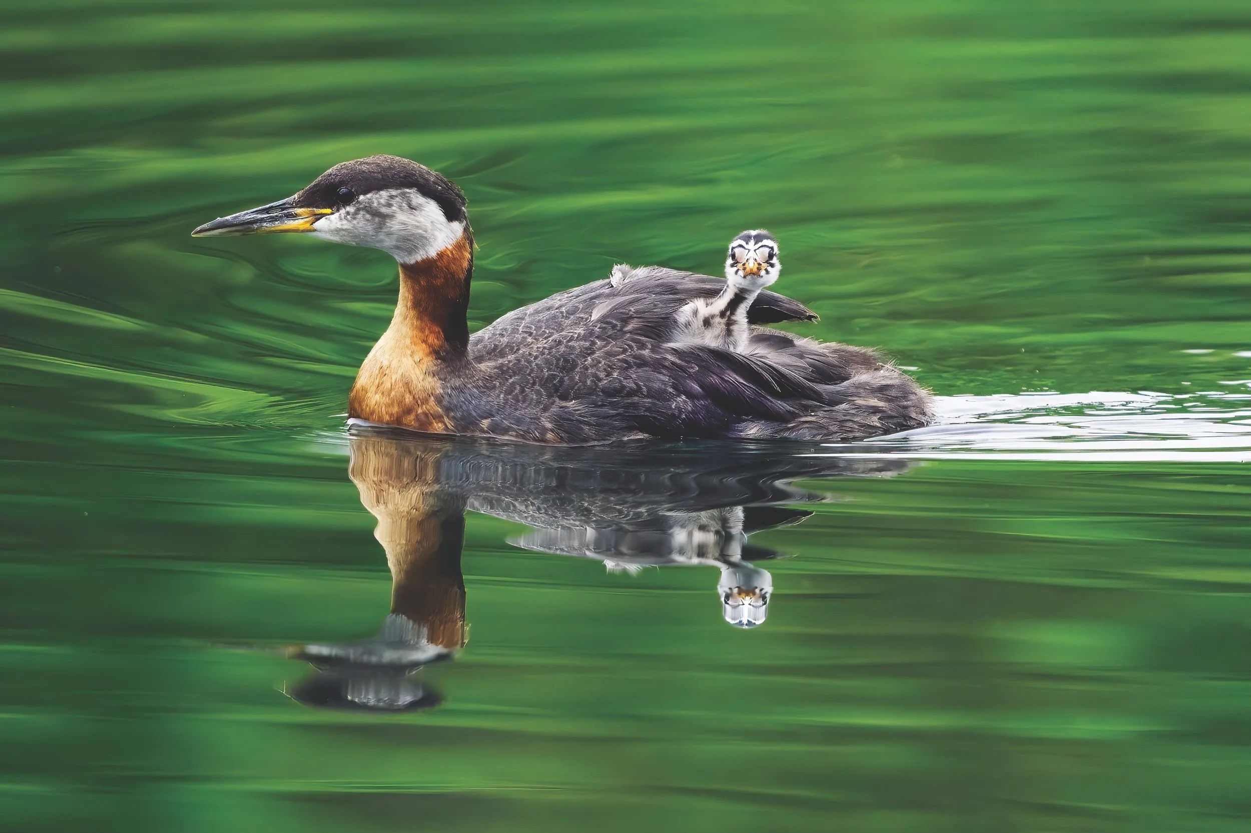 Hitching A Ride
