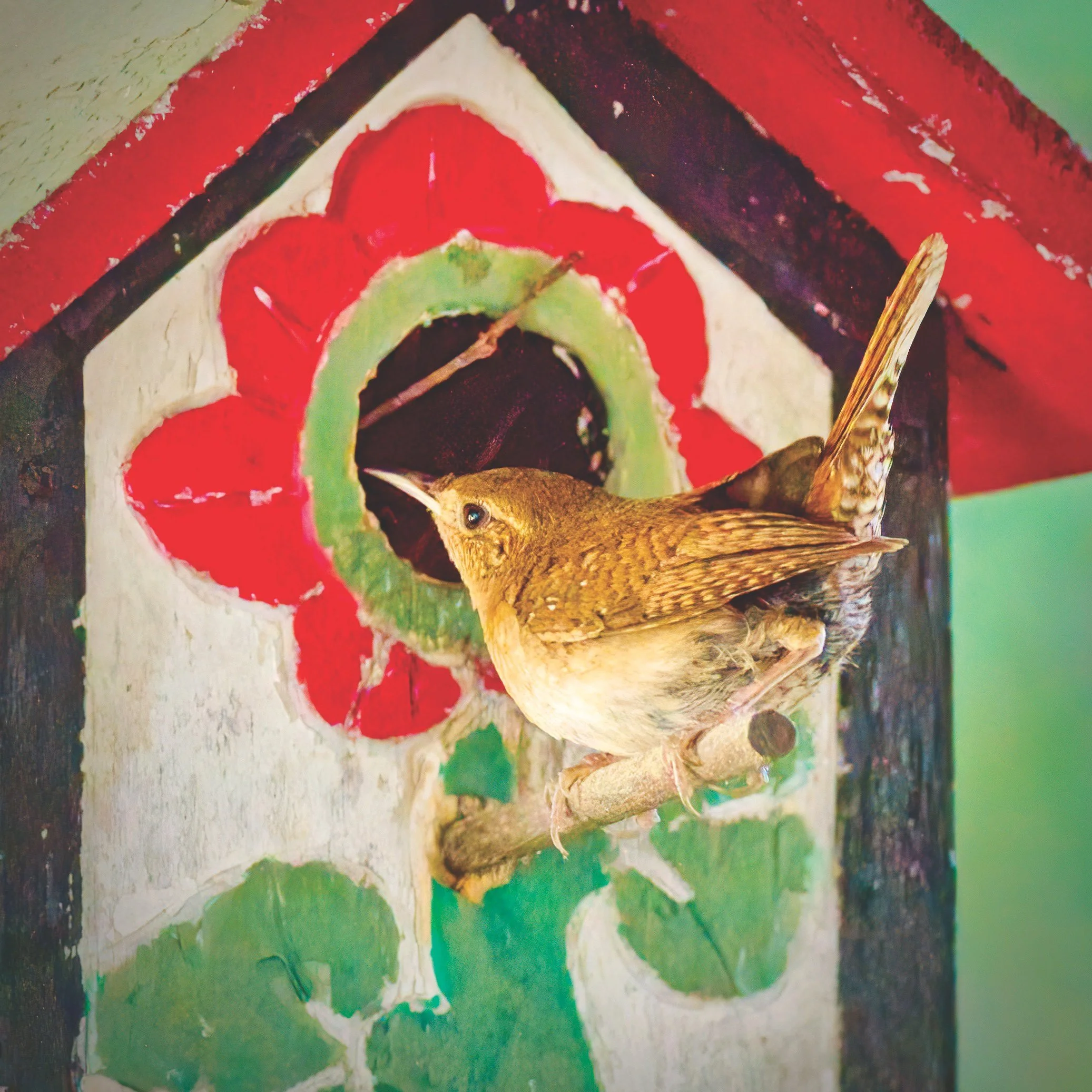 The Birds Of Summer