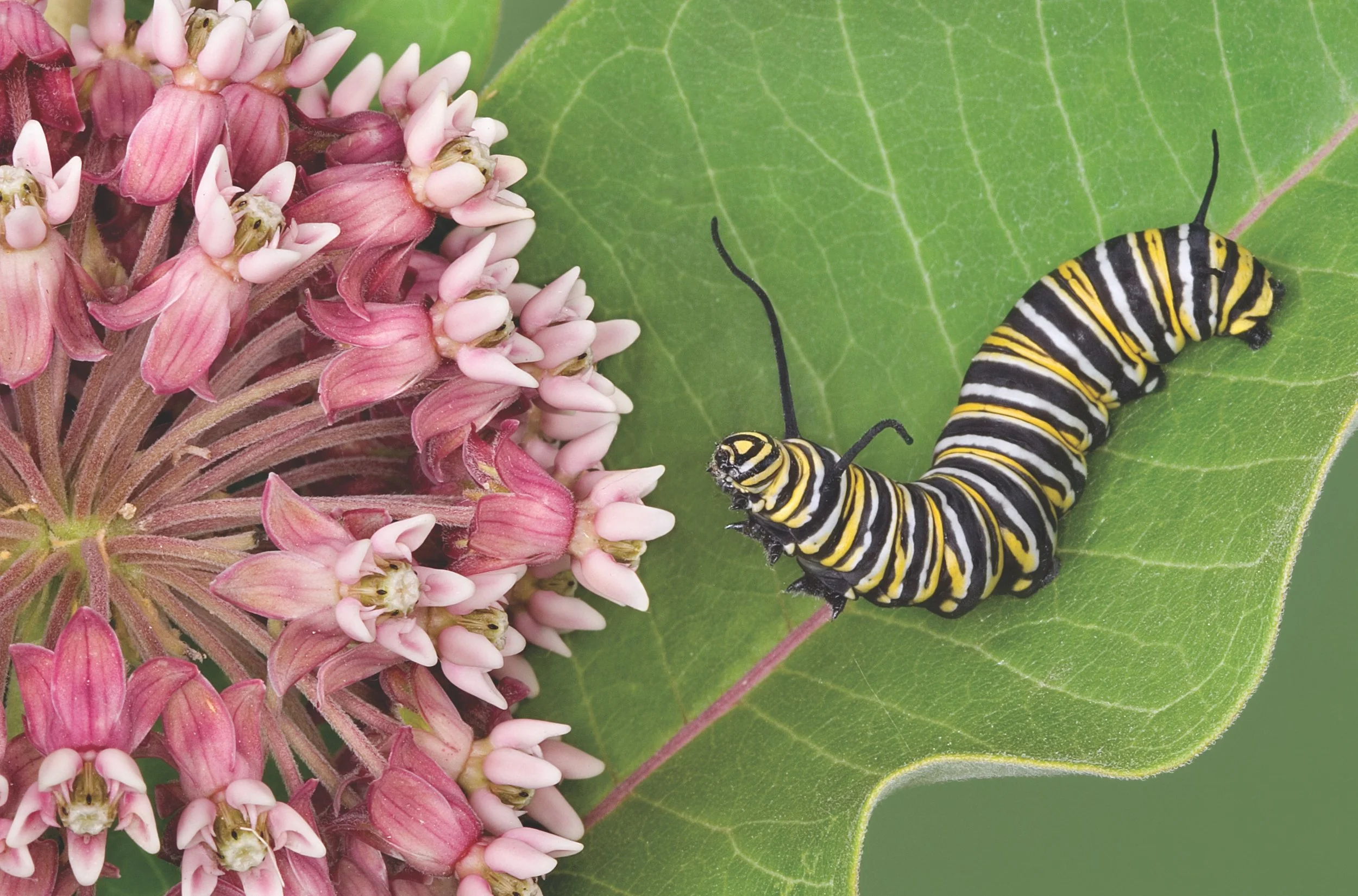 Feed Your Caterpillars