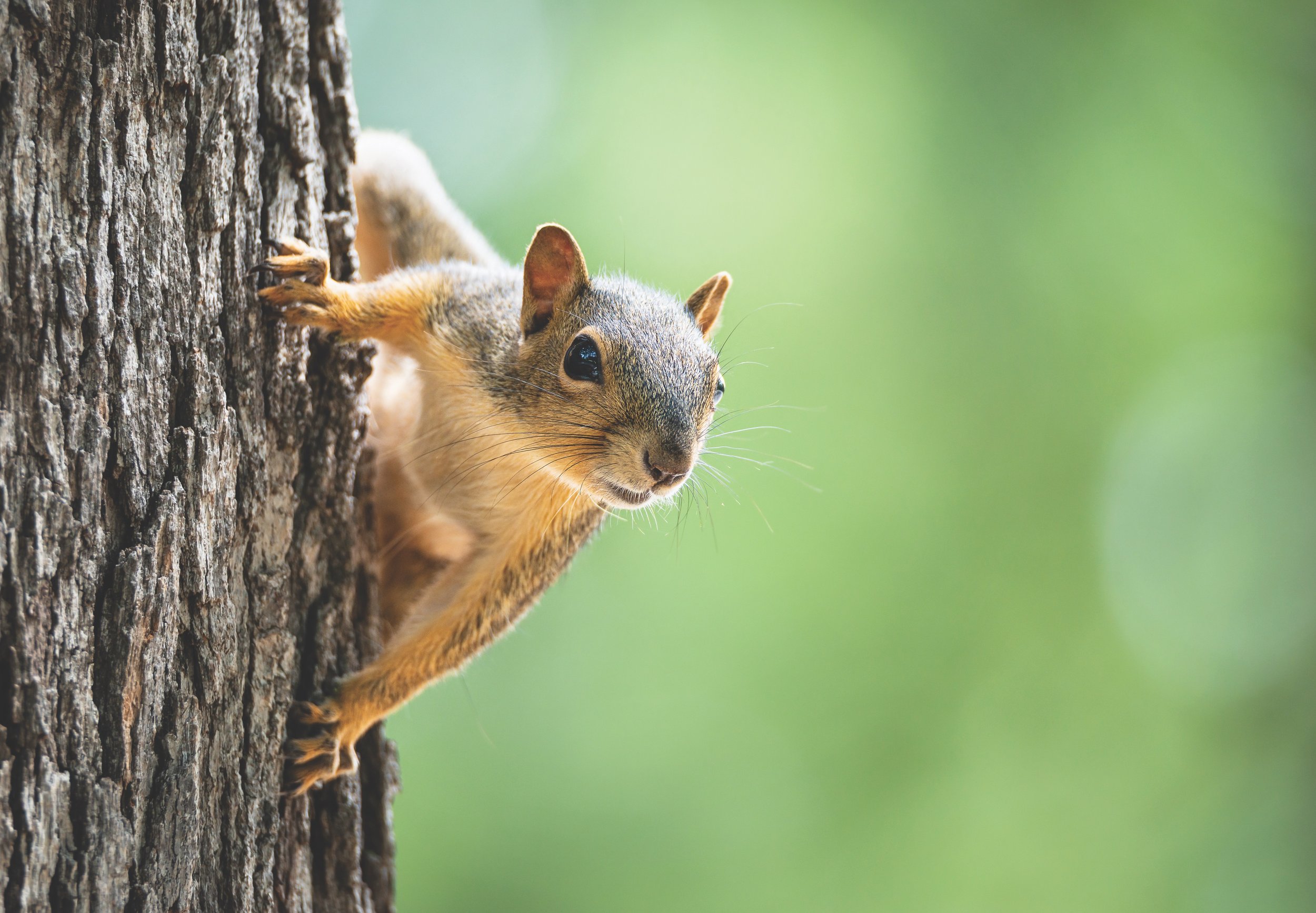 Garden Pests