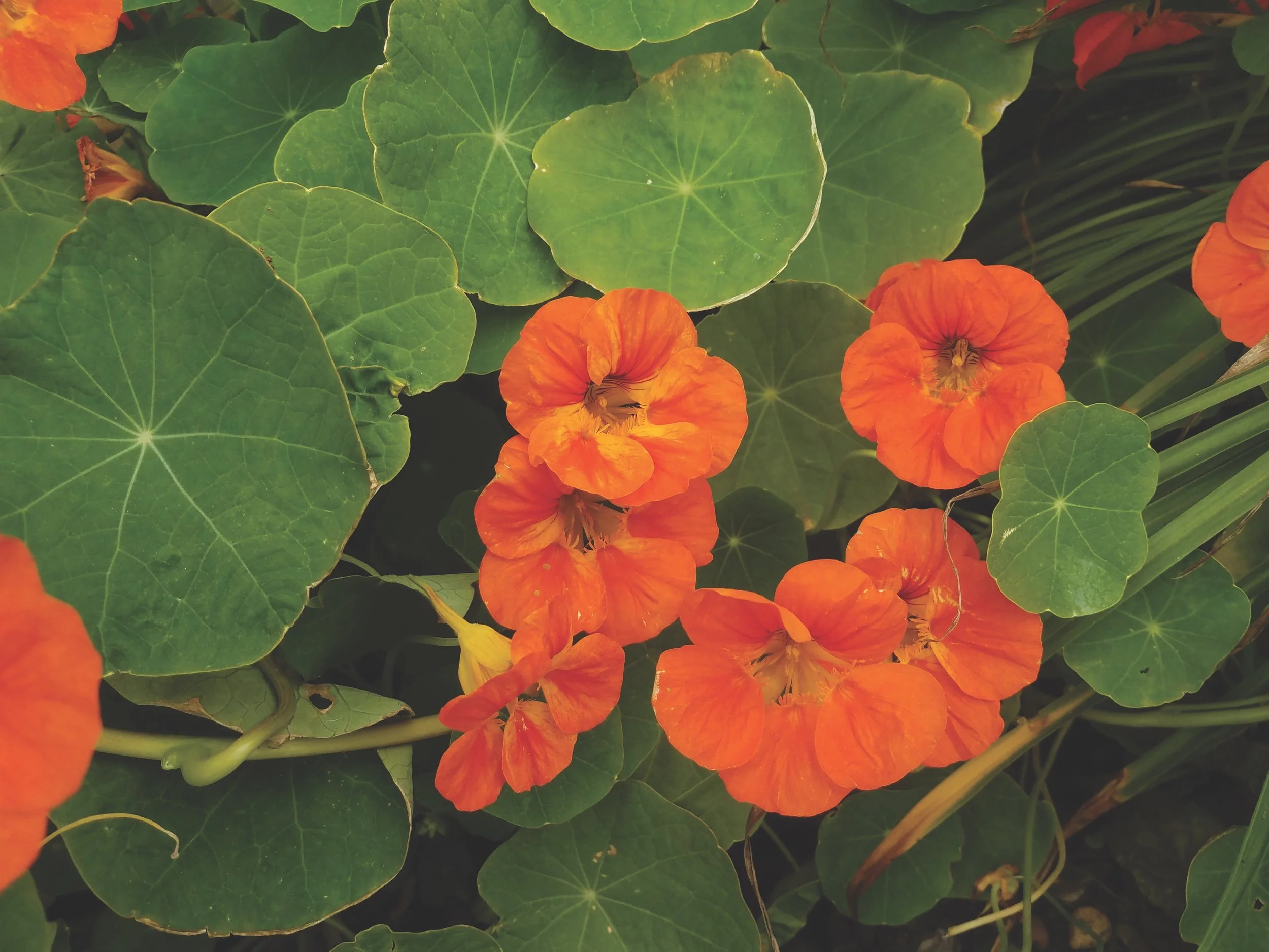 Orange: The Great Garden Go-Between
