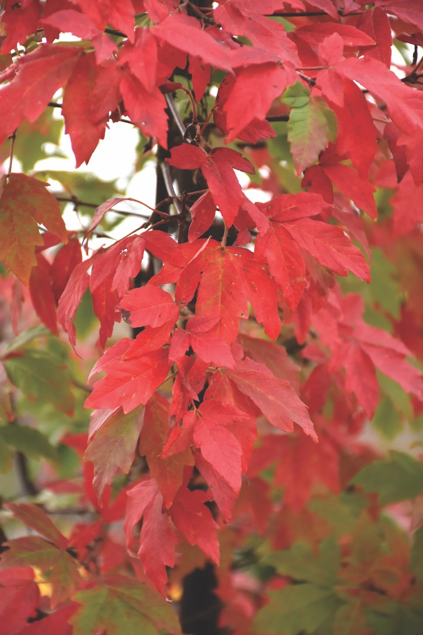 Connon_Acer griseum.jpg