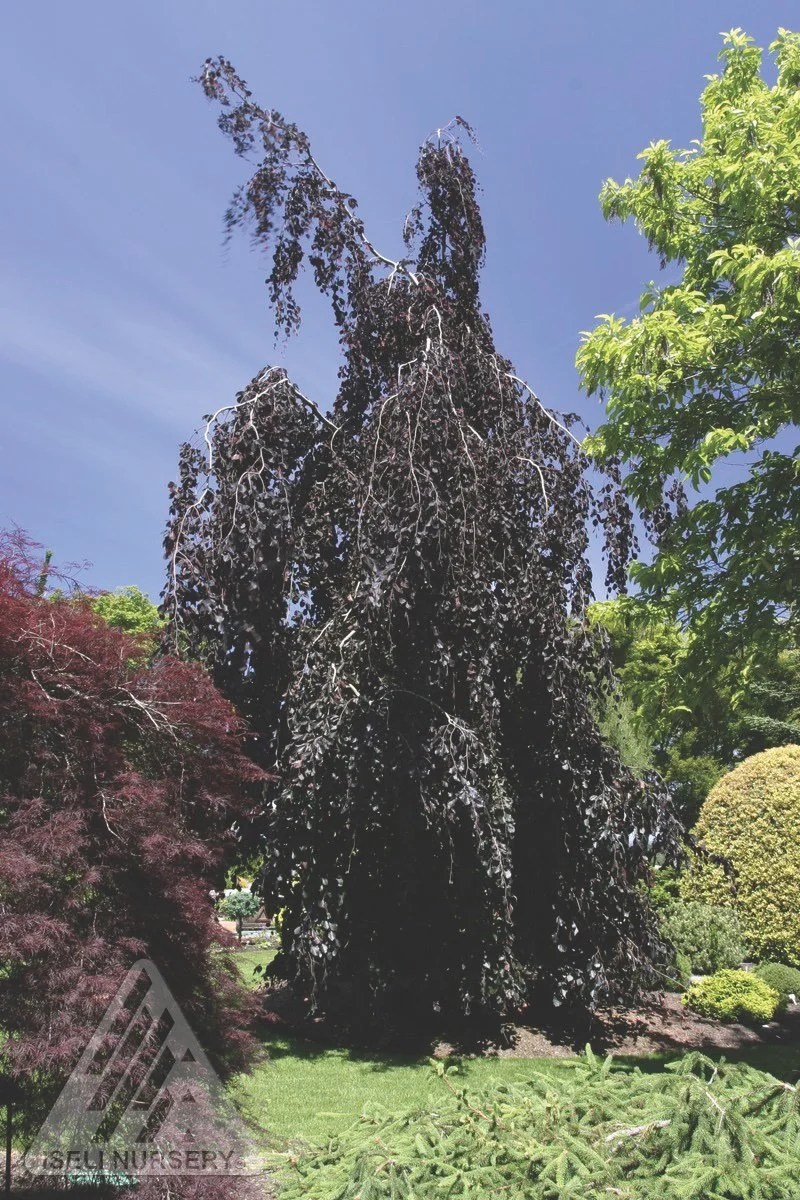 NVK_Fagus sylvatica Purple Fountain - Iseli.jpg