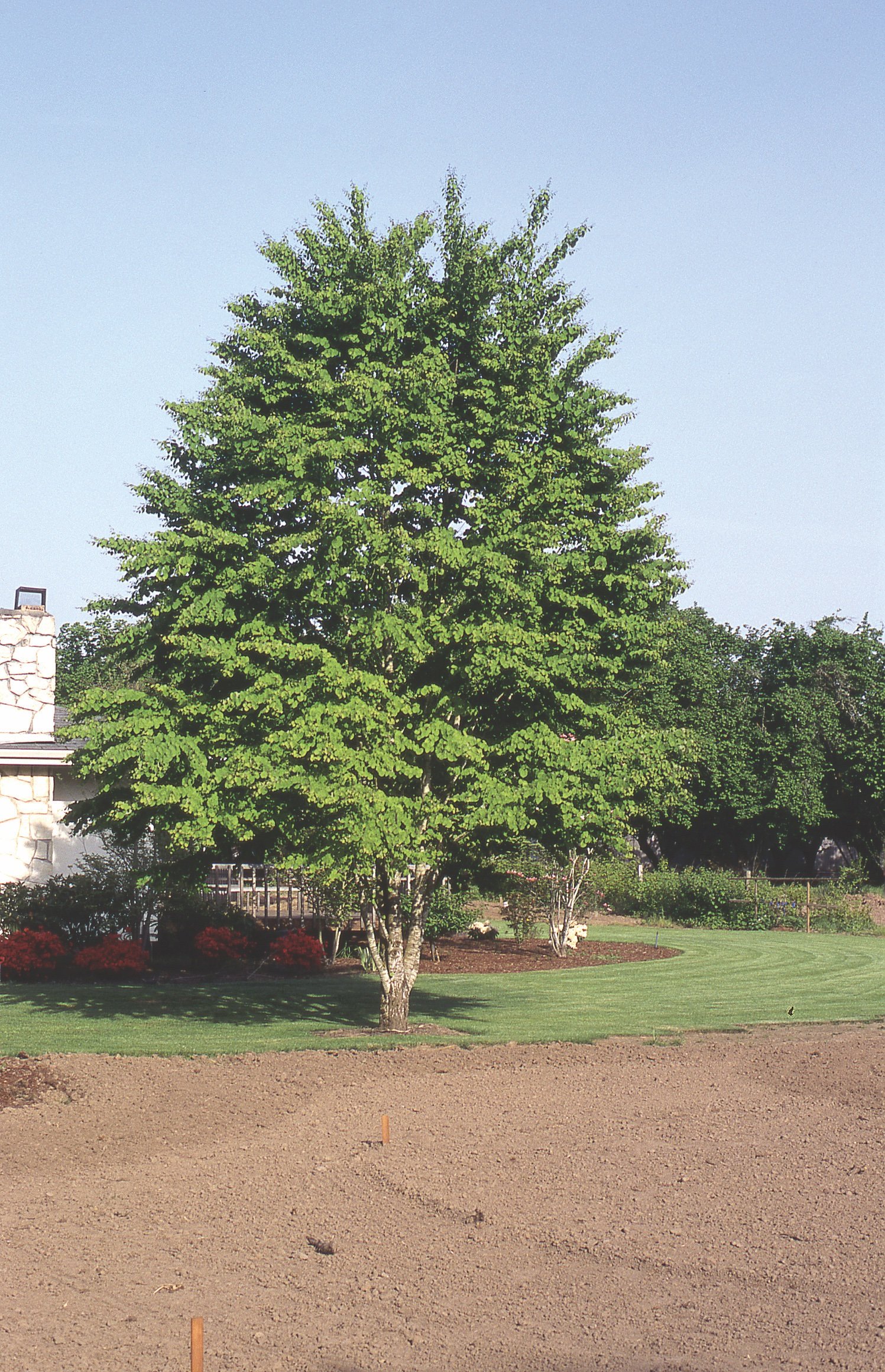 NVK_Cercidiphyllum japonicum - Photo courtesy of JF Schmidt.jpg
