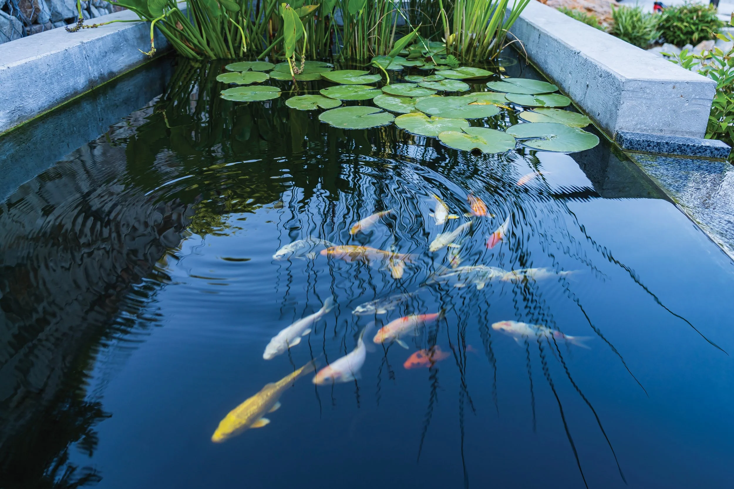 Water In The Garden