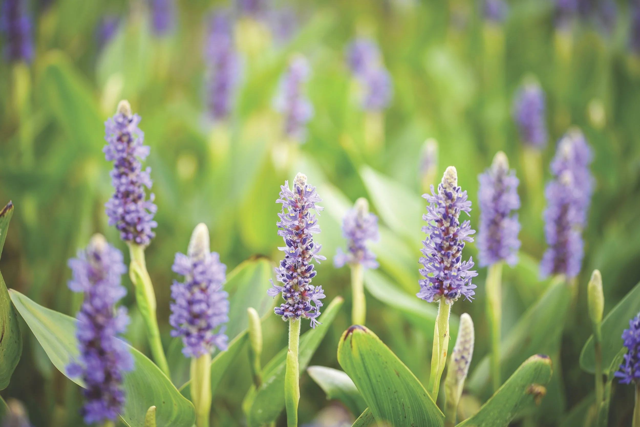 iStock-850125608.jpg