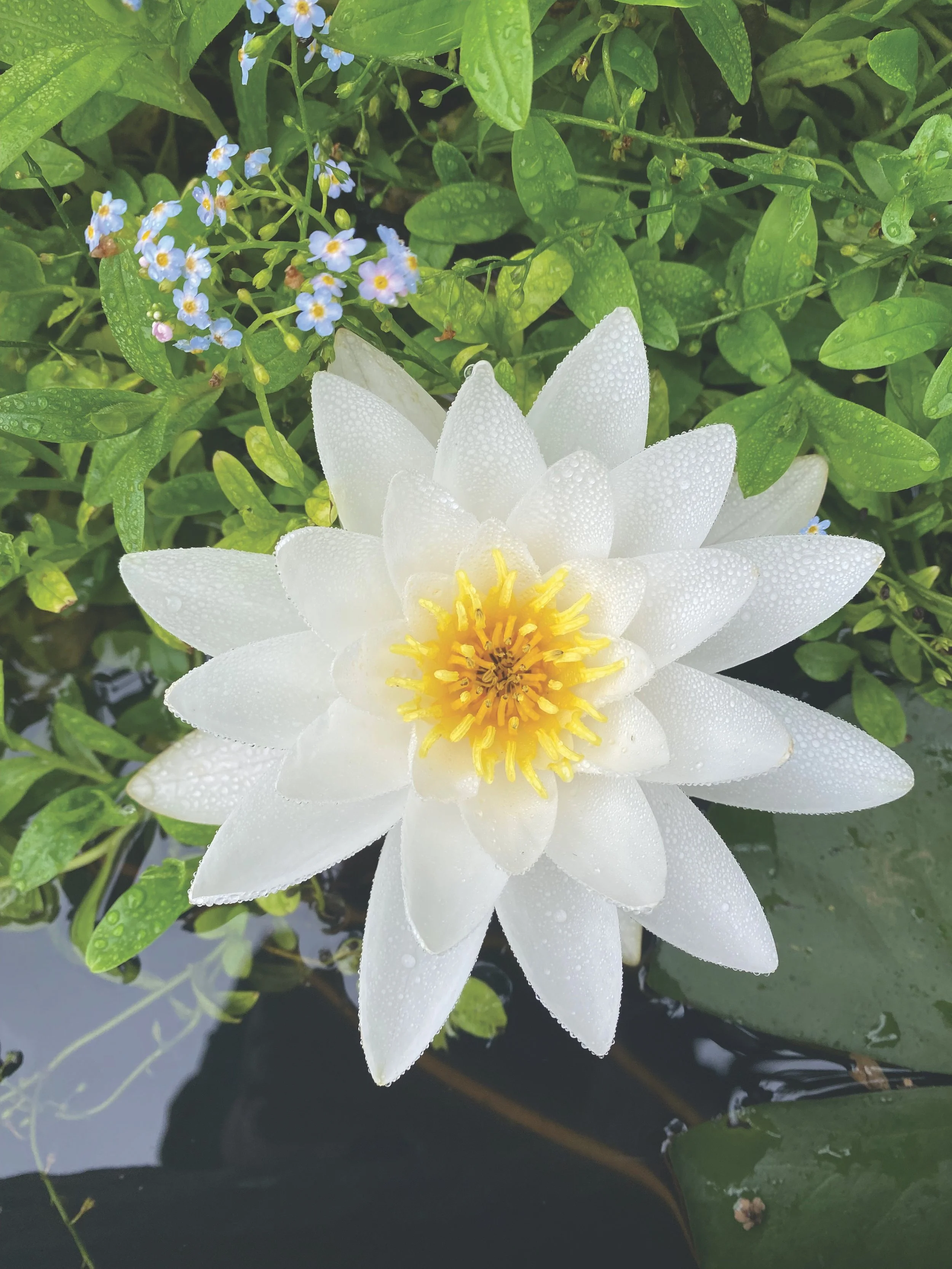 water lily.jpg