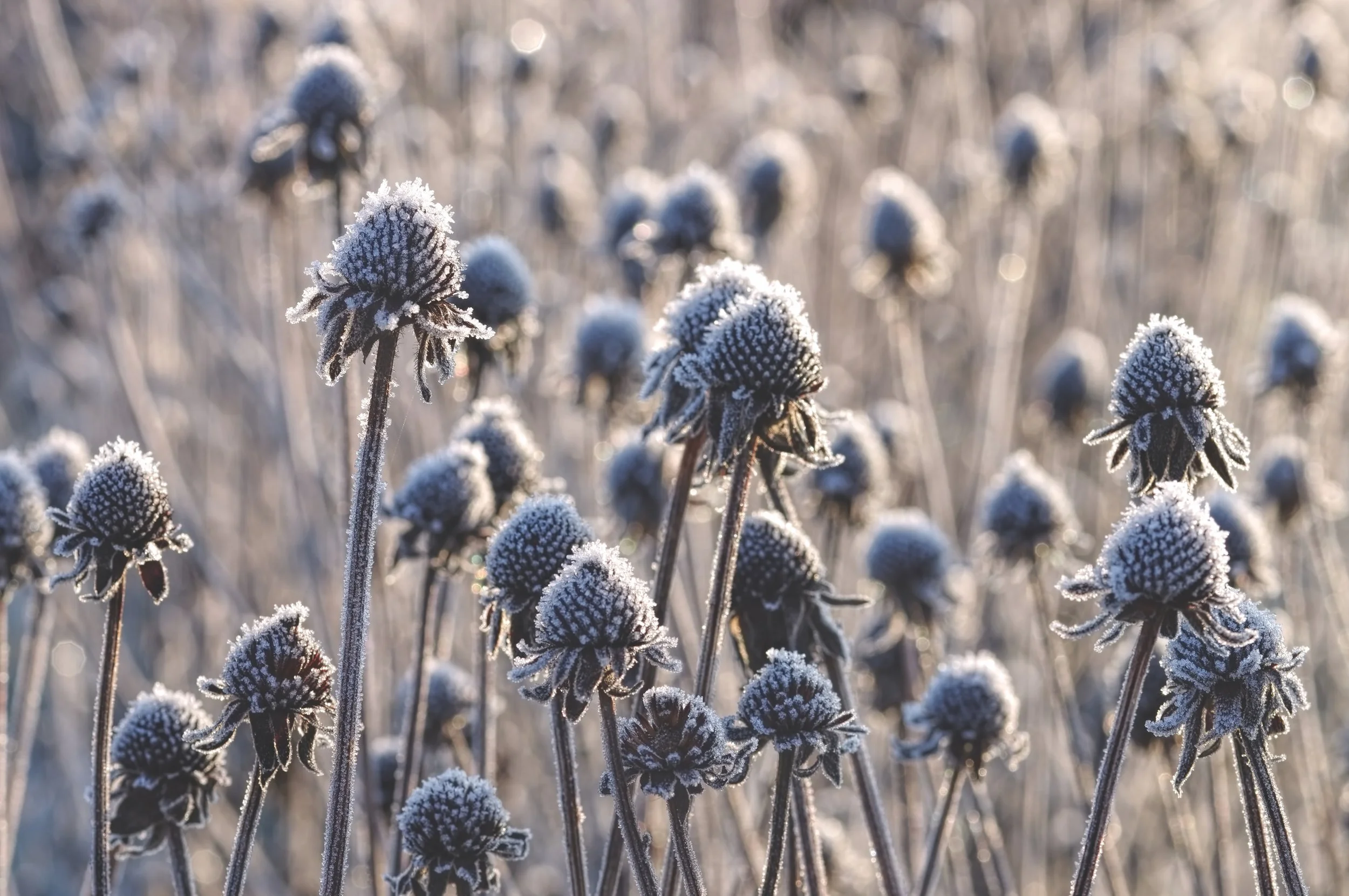 Let It Be: Eco-Friendly Practices For Fall Garden Clean-Ups