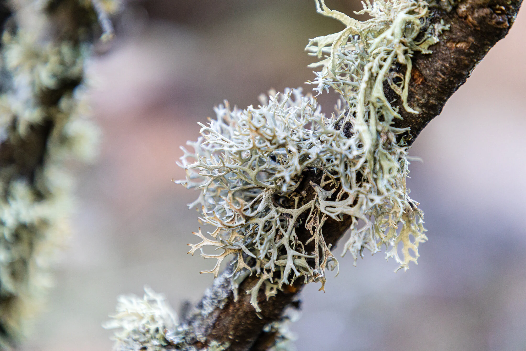 FRAGRANTICA