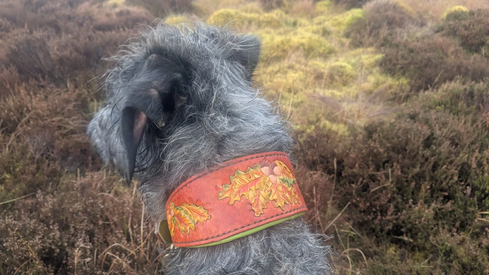 Deerhound Oak Leaves.jpg
