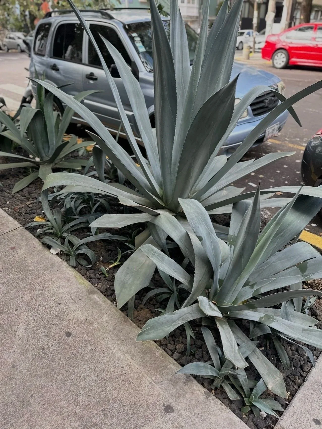 agave plant, Mexico