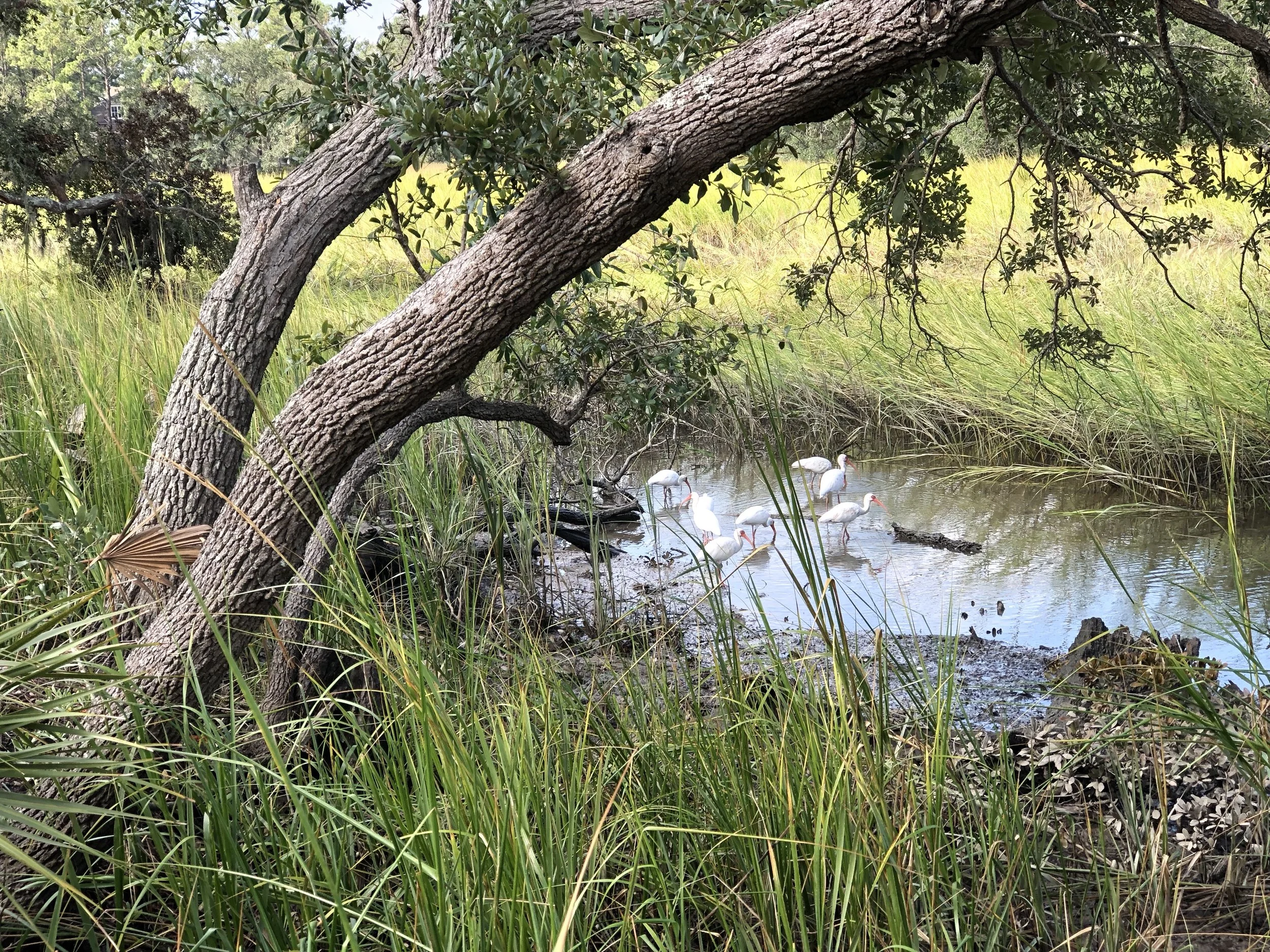 neighborhood nature trail
