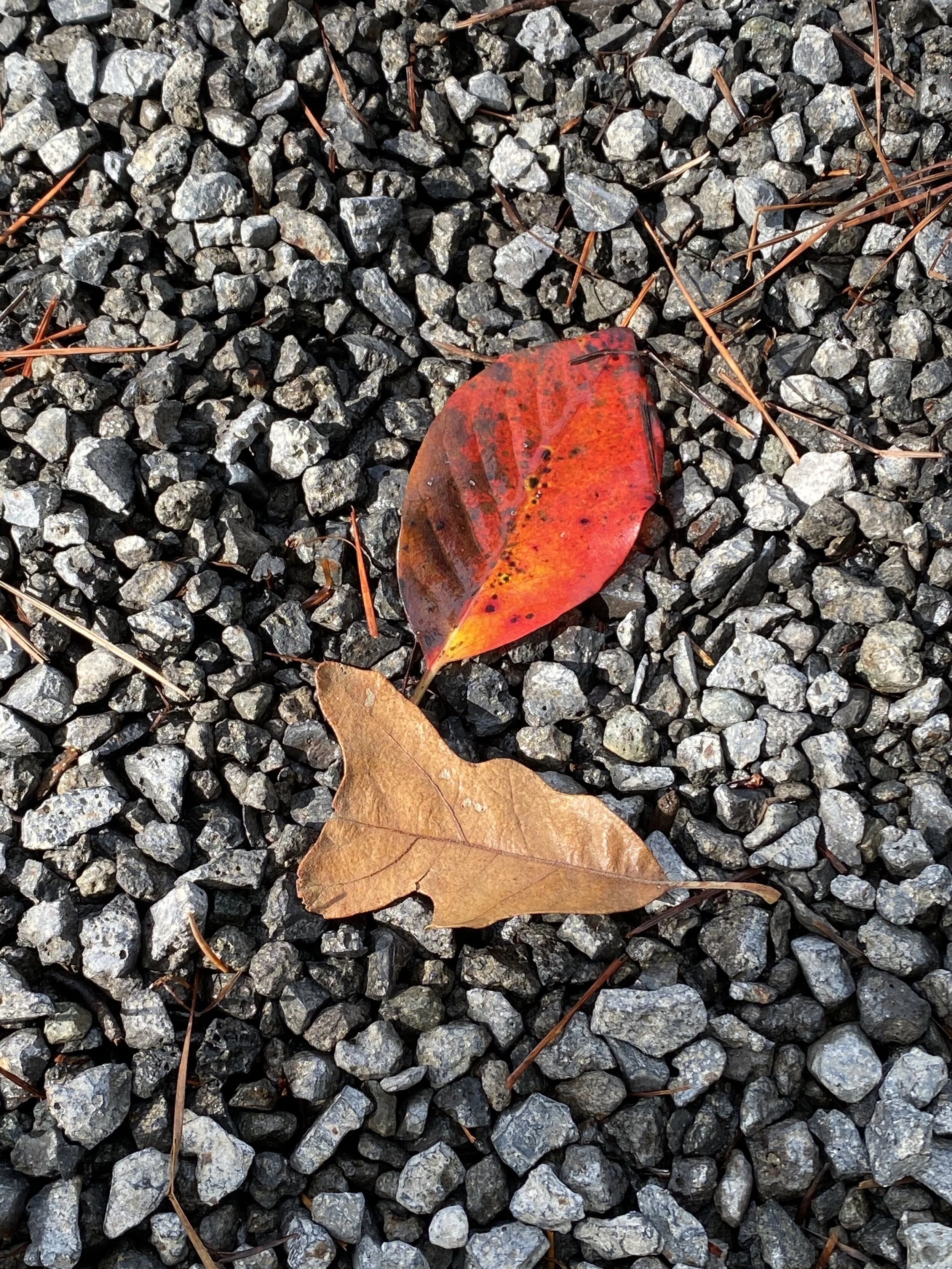 the subtlety of Lowcountry autumn