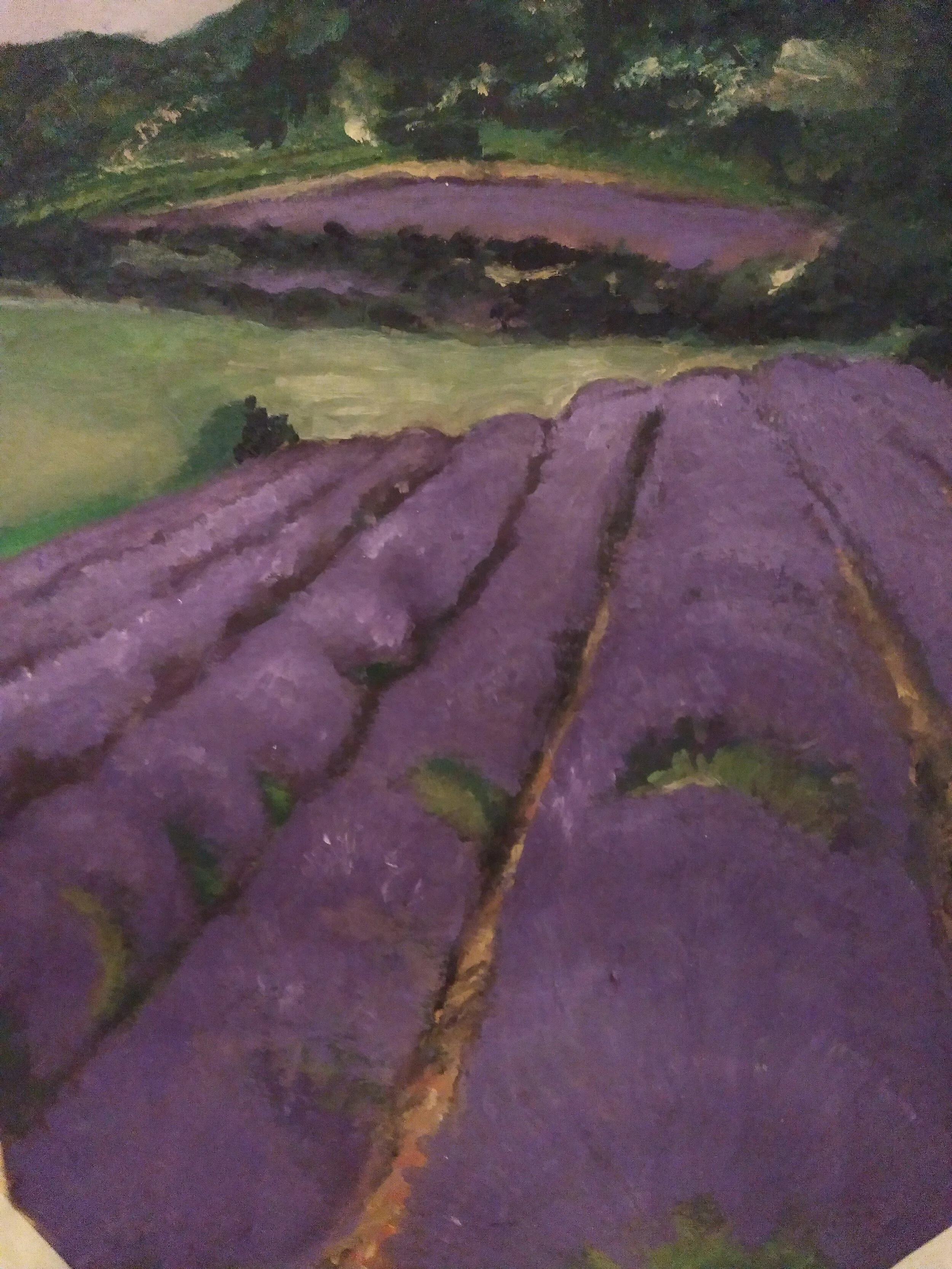 Lavender on the Hill