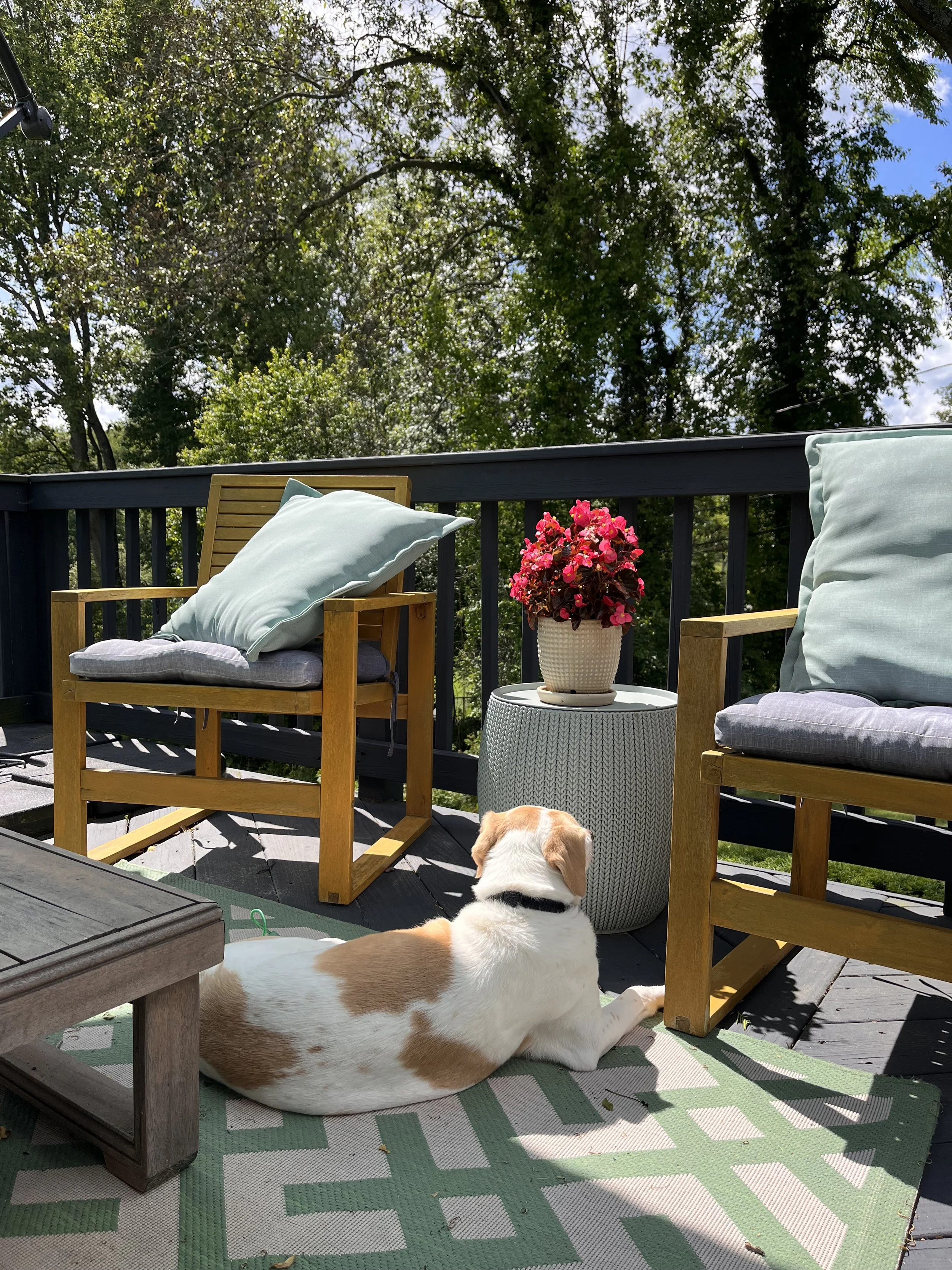 A dog with white and brown fur laying on a patterned outdoor rug on a wooden deck, facing two wooden chairs with cushions and a small round table with a pink flowering plant on it, surrounded by green trees and a clear sky.