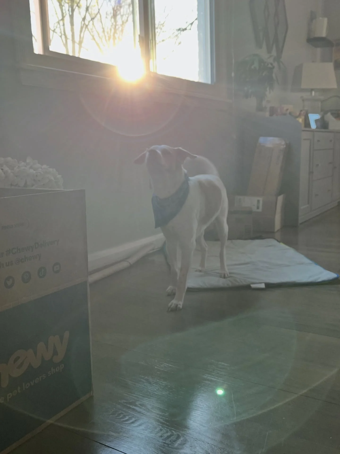 Mickey Mouse 🐾❤️

#dogmom