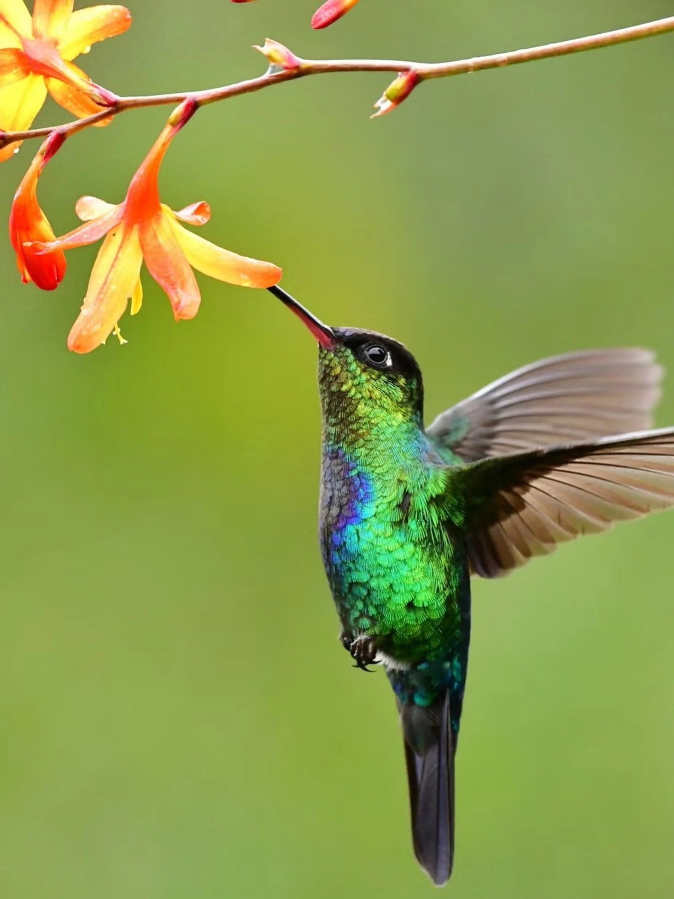 I see hummingbirds in my yard every now and again, and they fly so differently that you instantly notice them. Very quiet, too 💜

Happy Mother&rsquo;s Day weekend everyone!

Image is from @goodhousekeeping