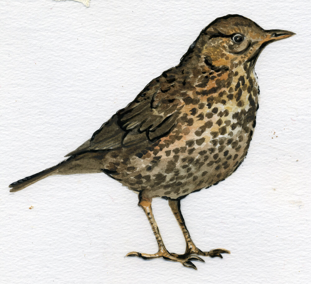 Illustration of a Songthrush by Melanie Bernor