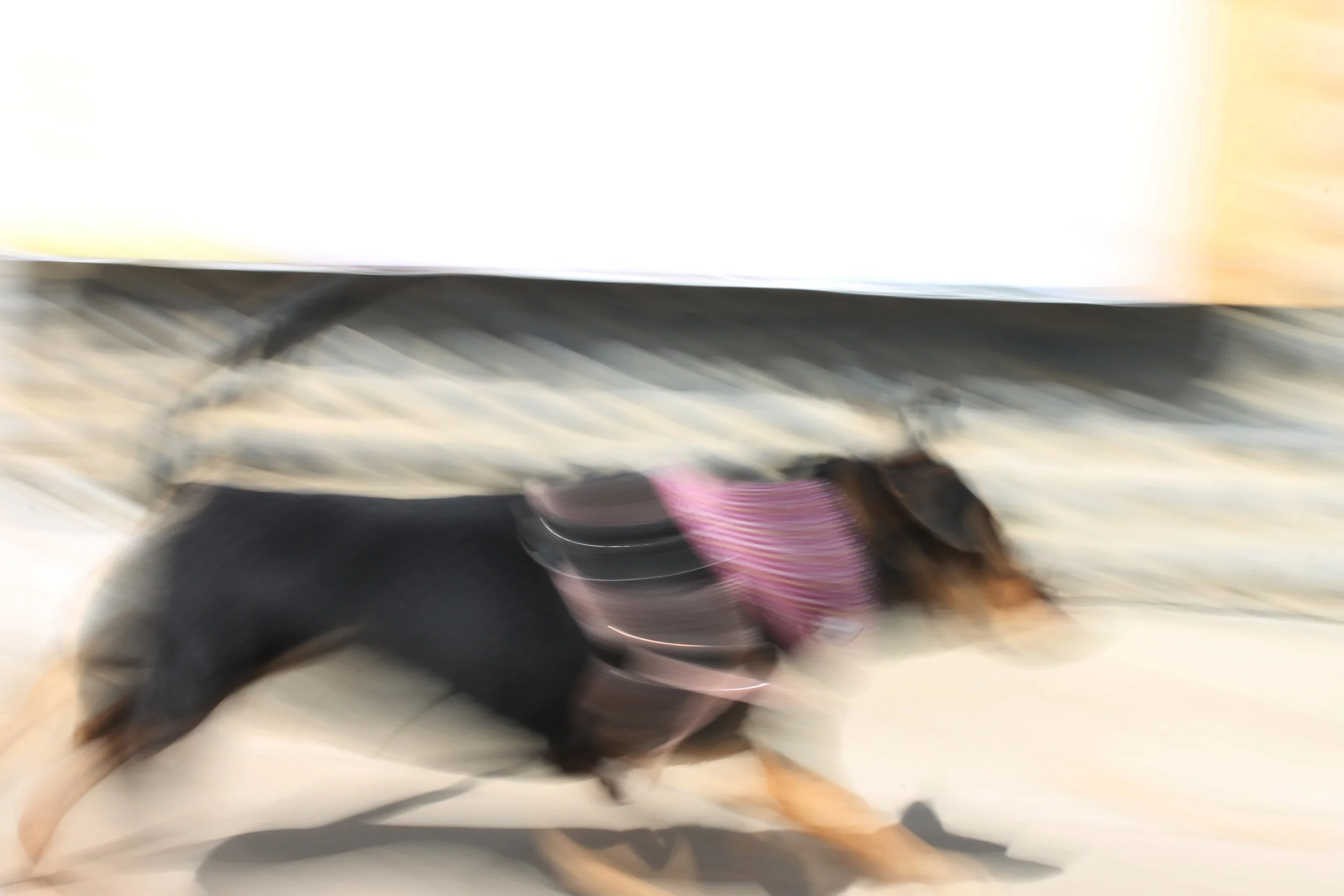 LUCY PinkFuzzDog copy.jpg