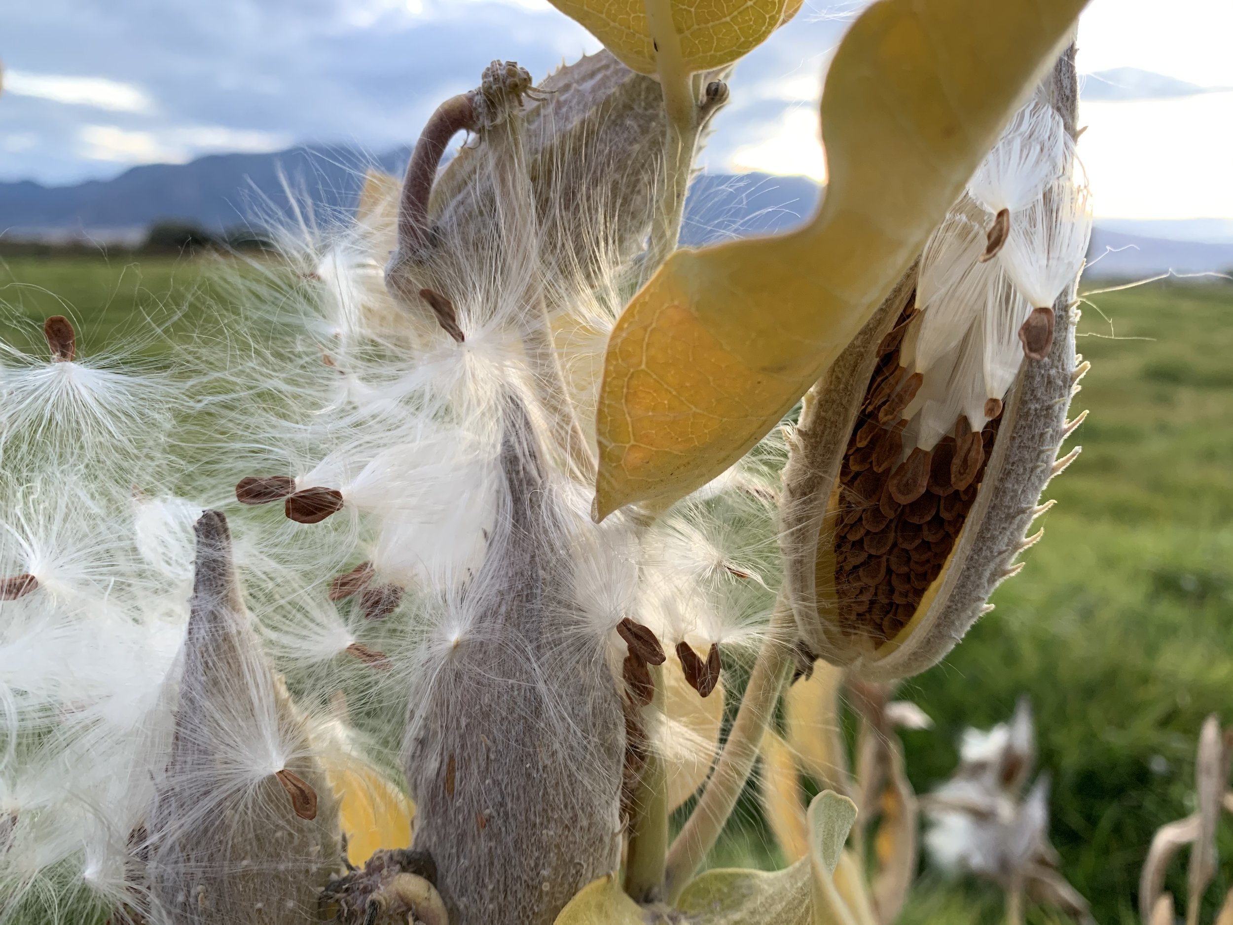 Why Milkweed Matters