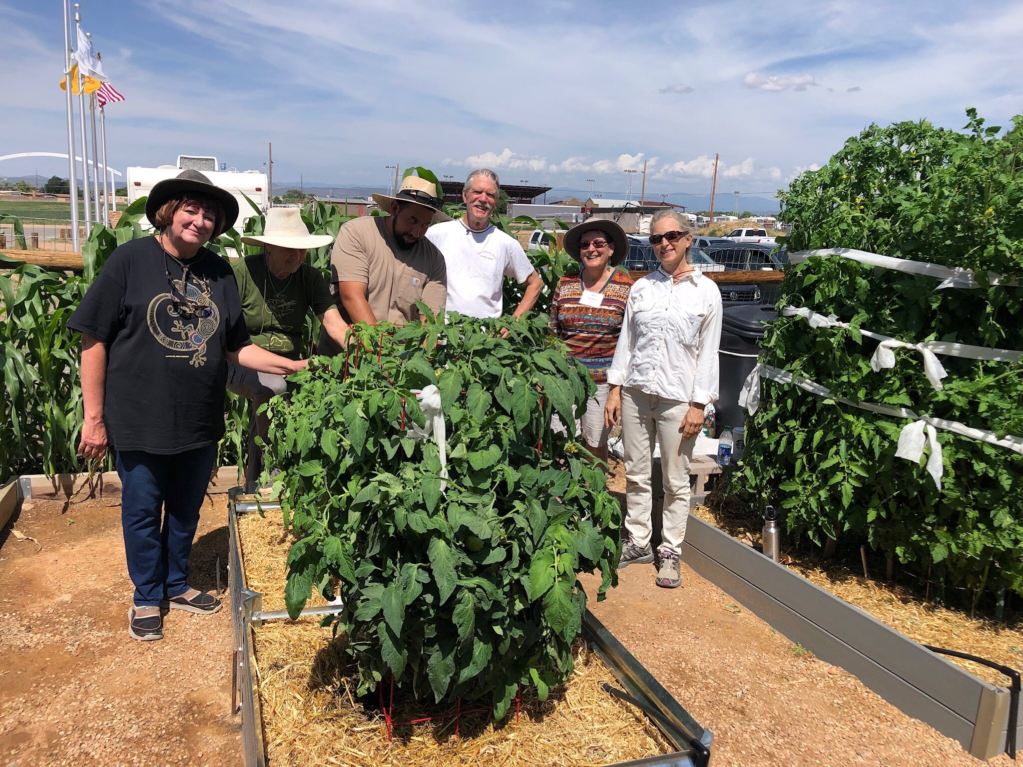 Veggie Garden Tomatoe 'Crew'.JPG