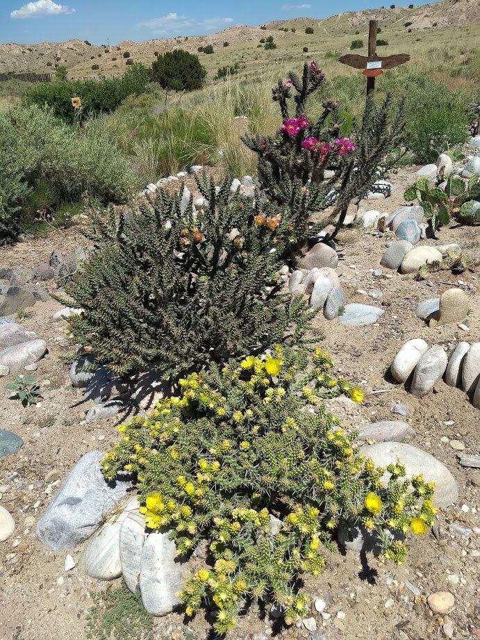 Cactus garden in bloom.jpg