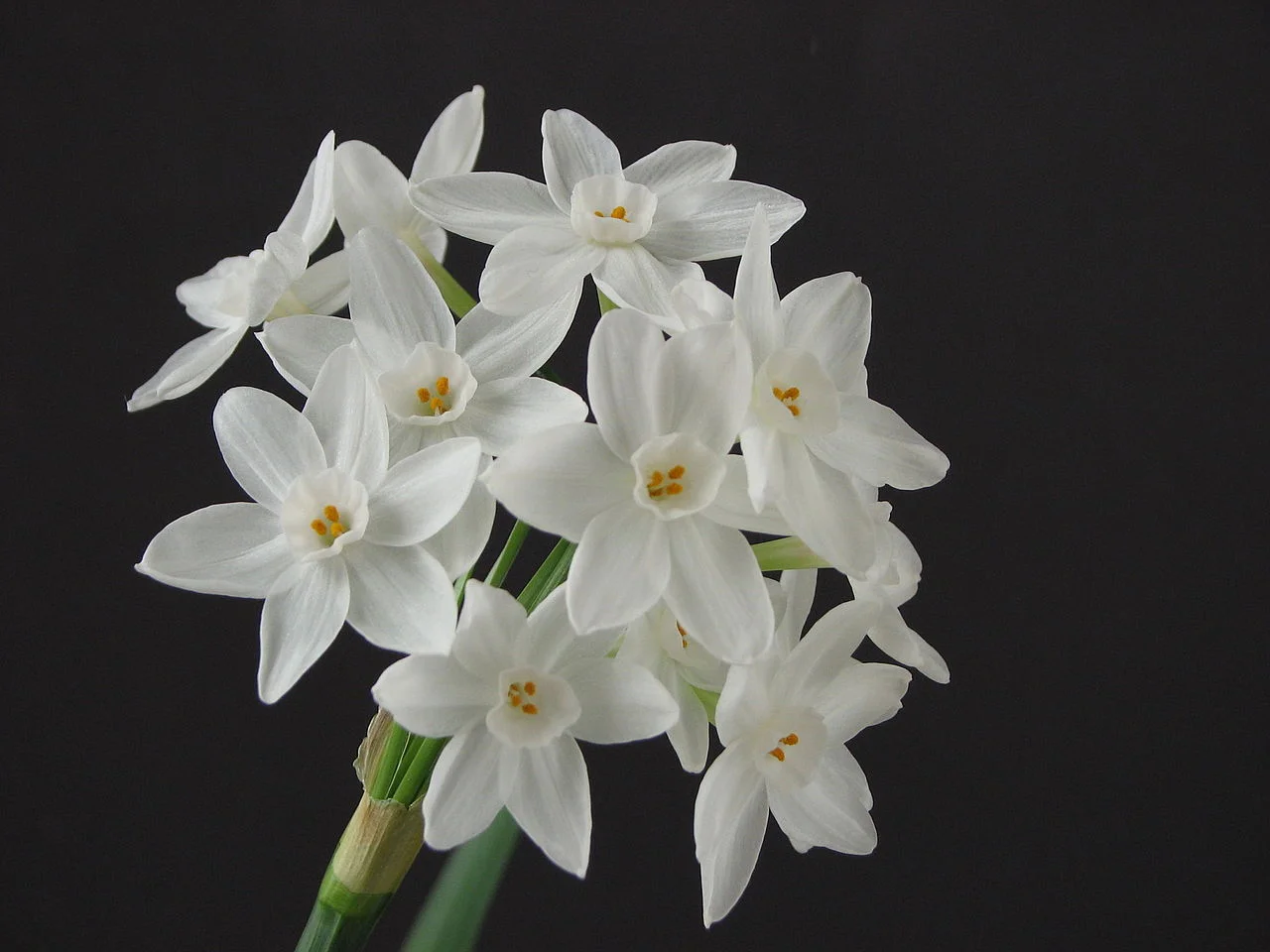 Forcing Bulbs during Winter