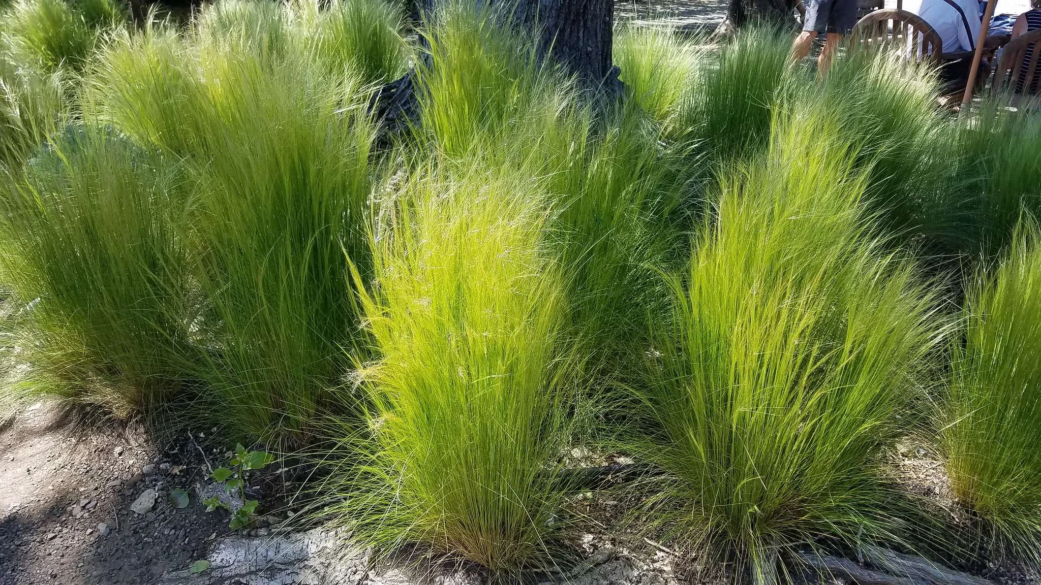 Silky Thread Grass