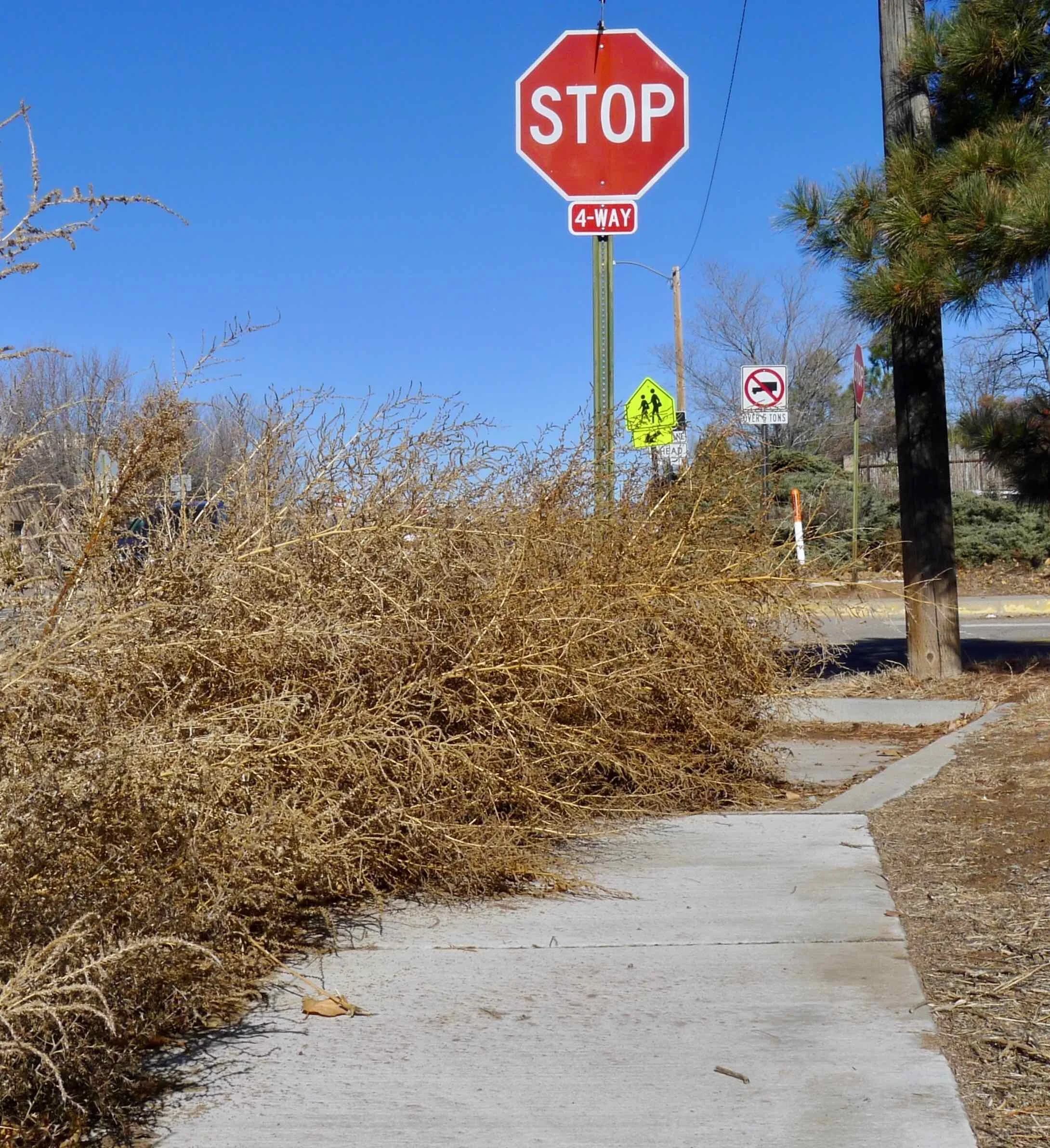 Santa Fe's War on Weeds