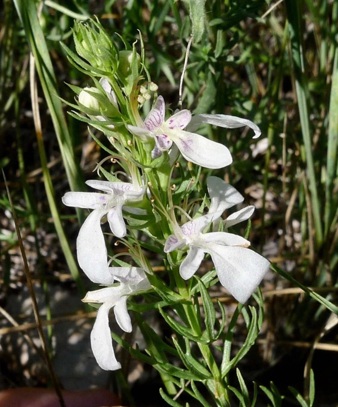 Lacy Germander