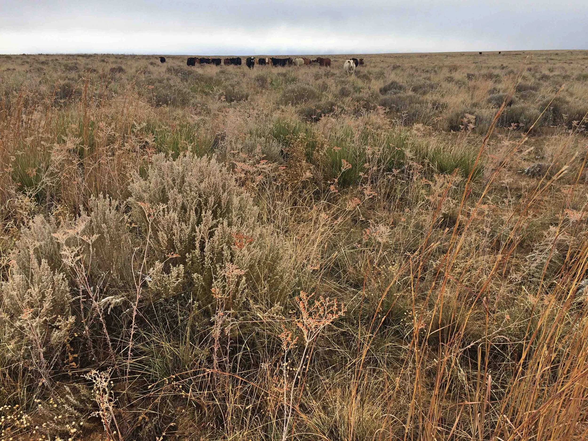 NM Healthy Soil Pgm 
