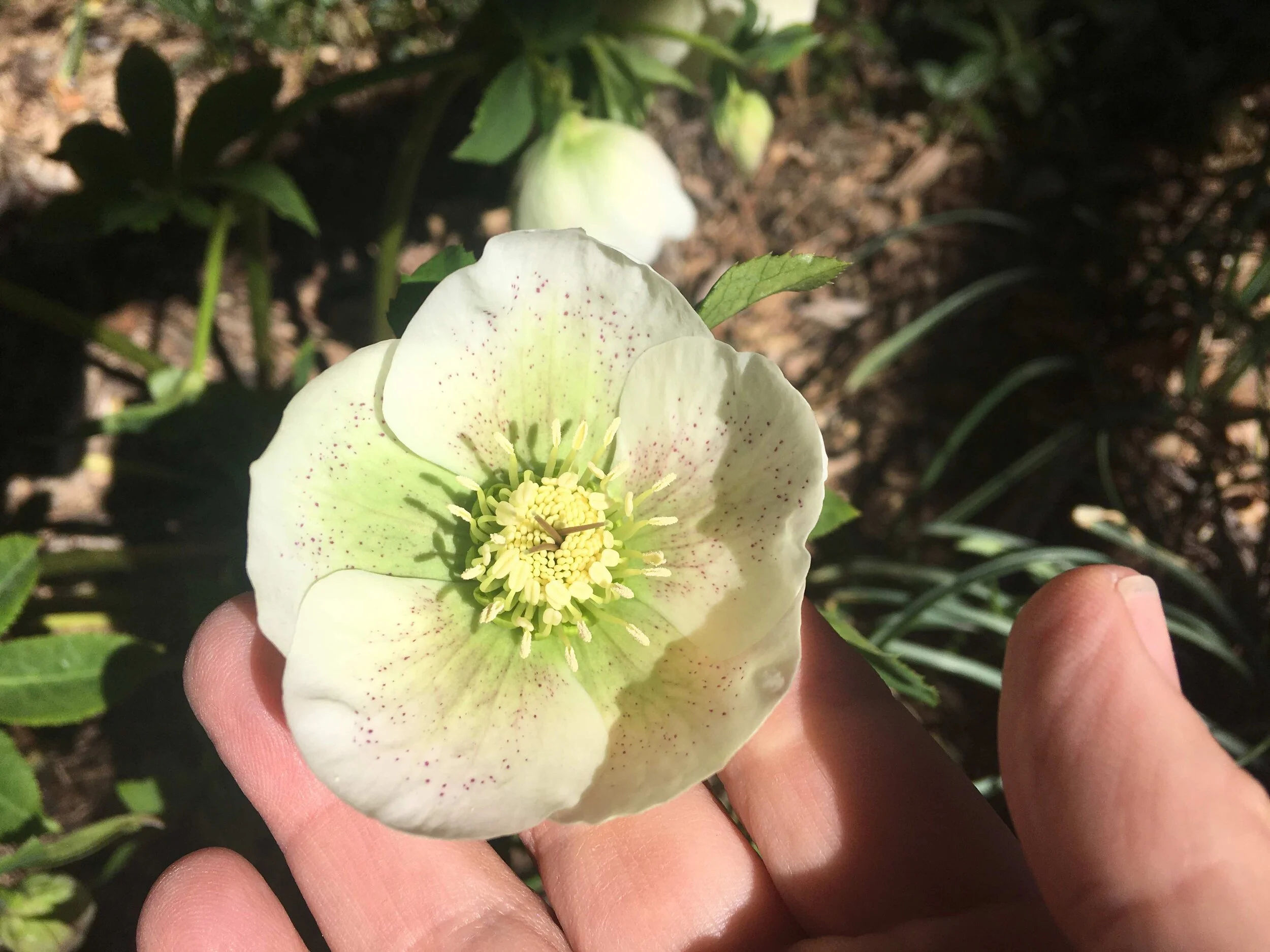 Garden Life 2020