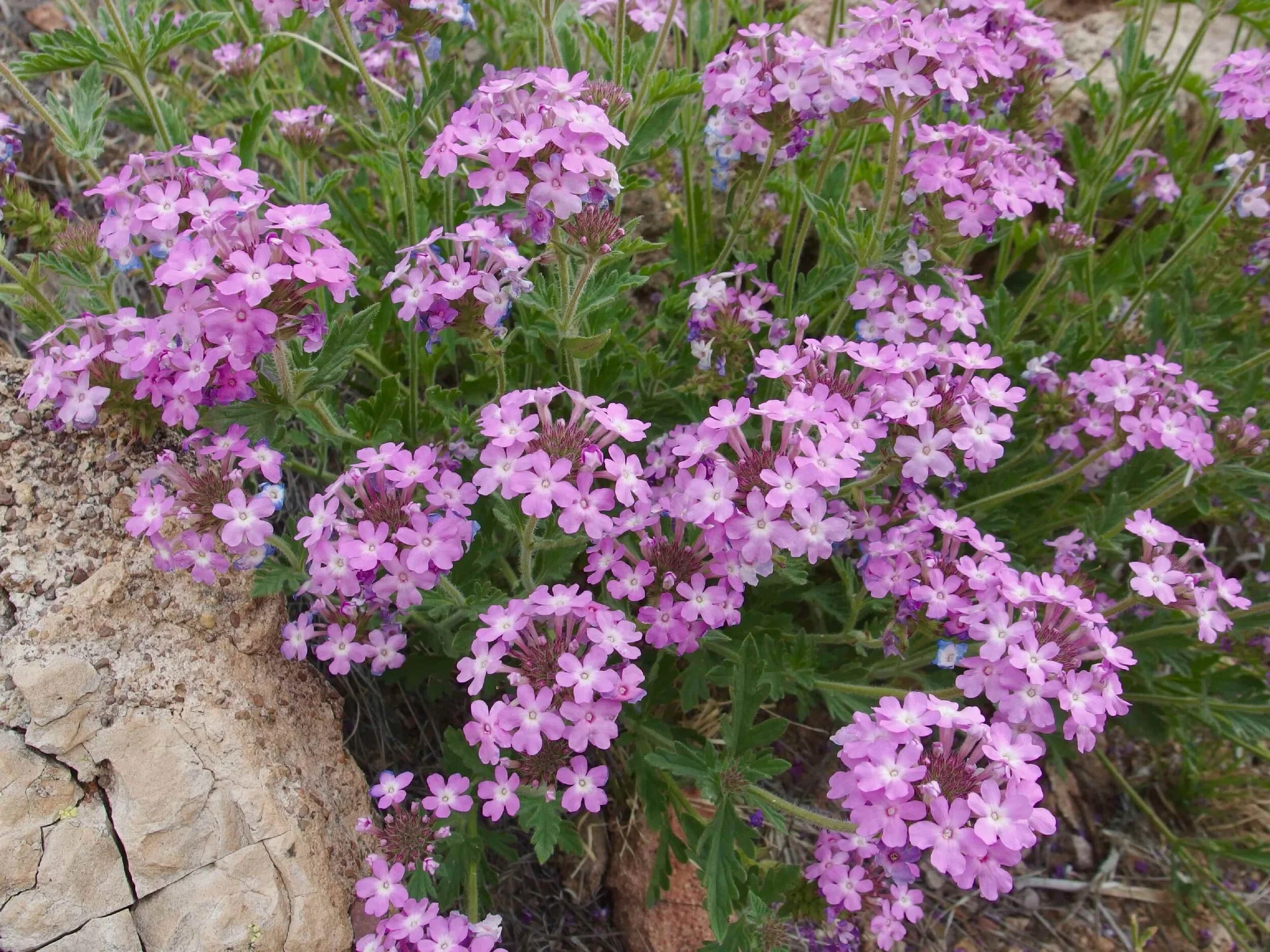 Prairie Verbena