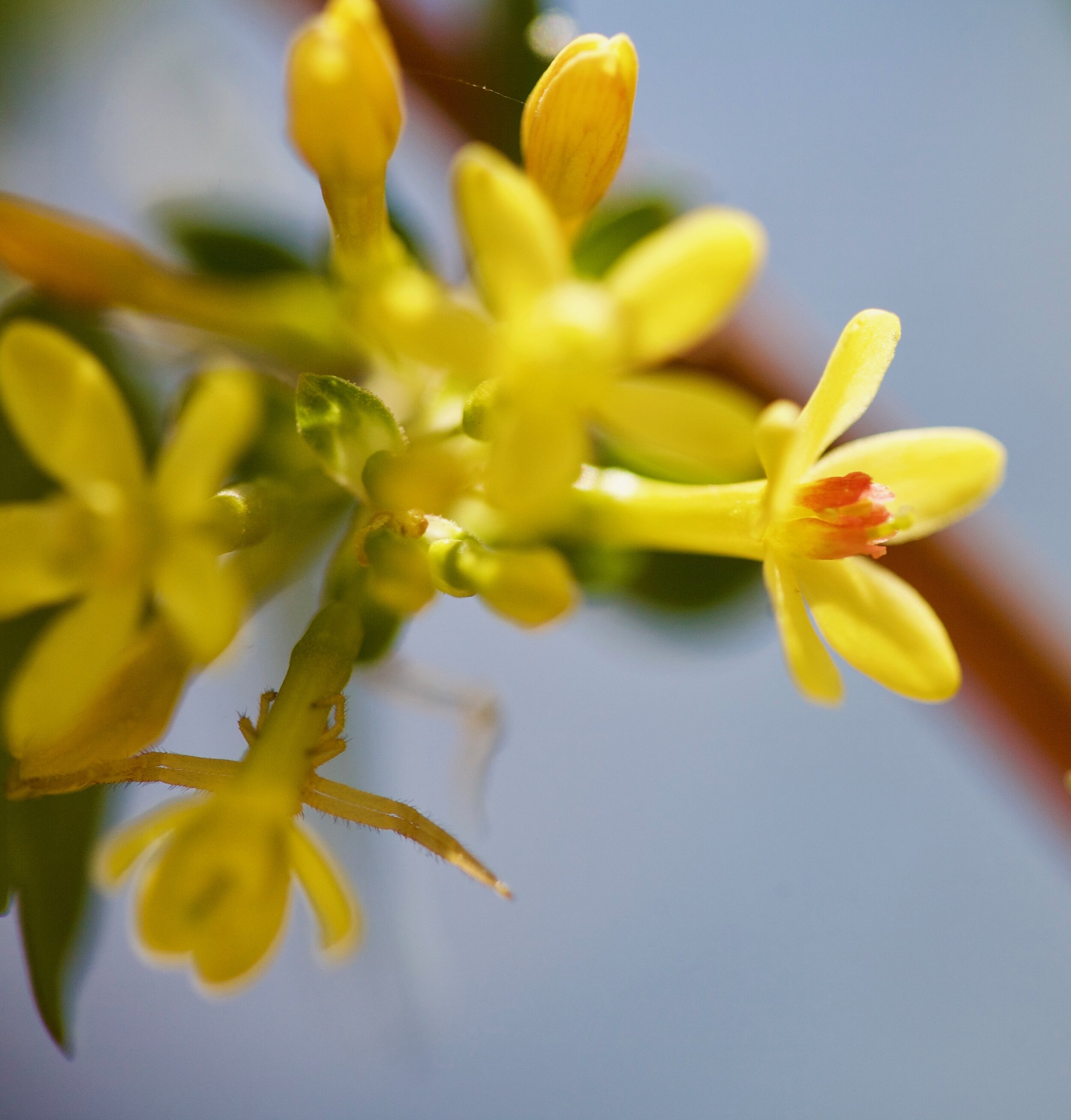 Golden Currant