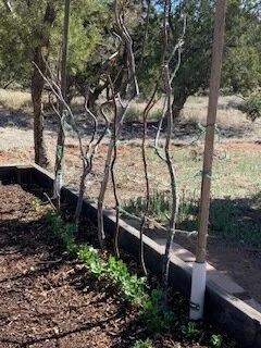 Karen's Garden