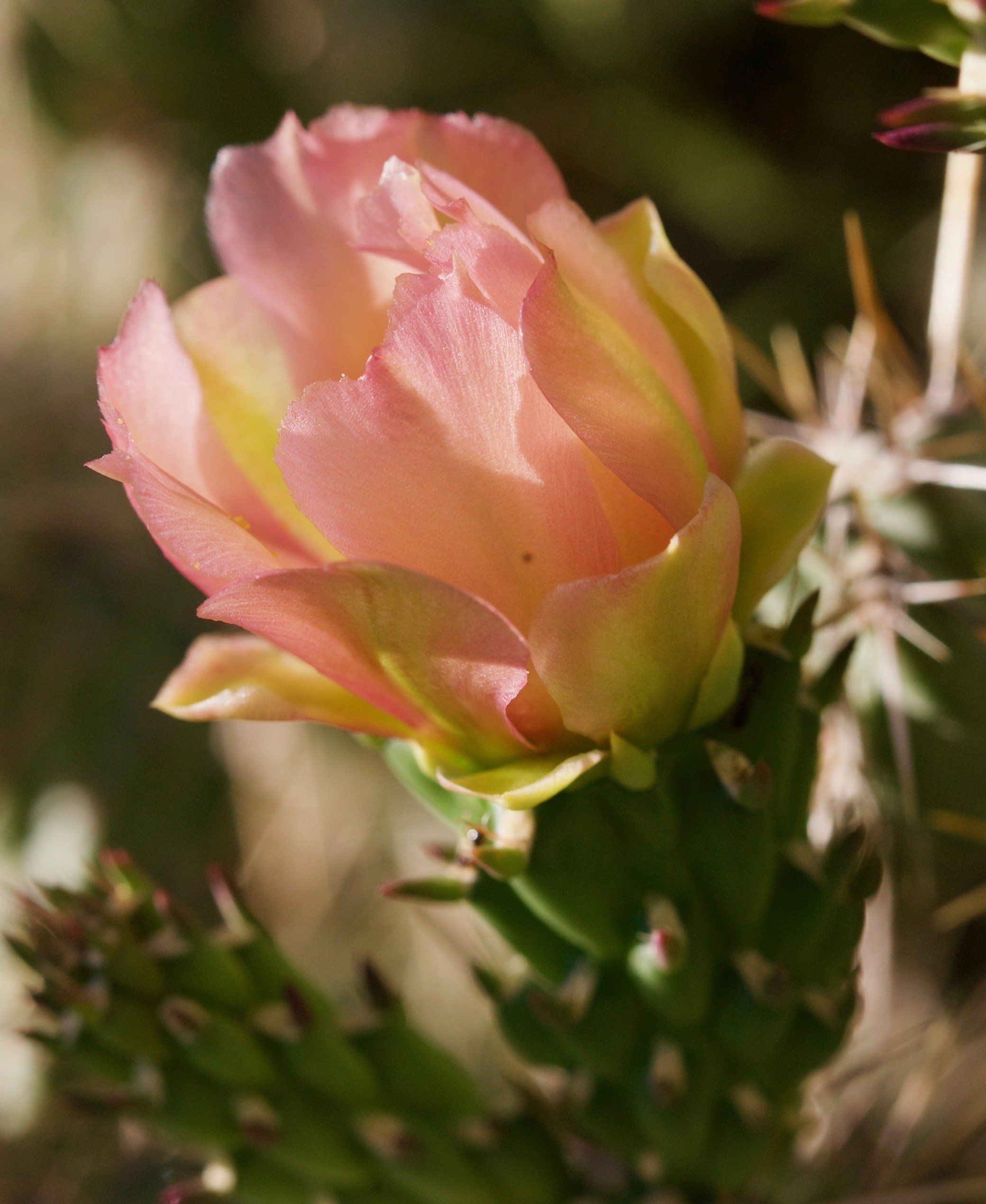 cylindropuntia veridiflora.jpg