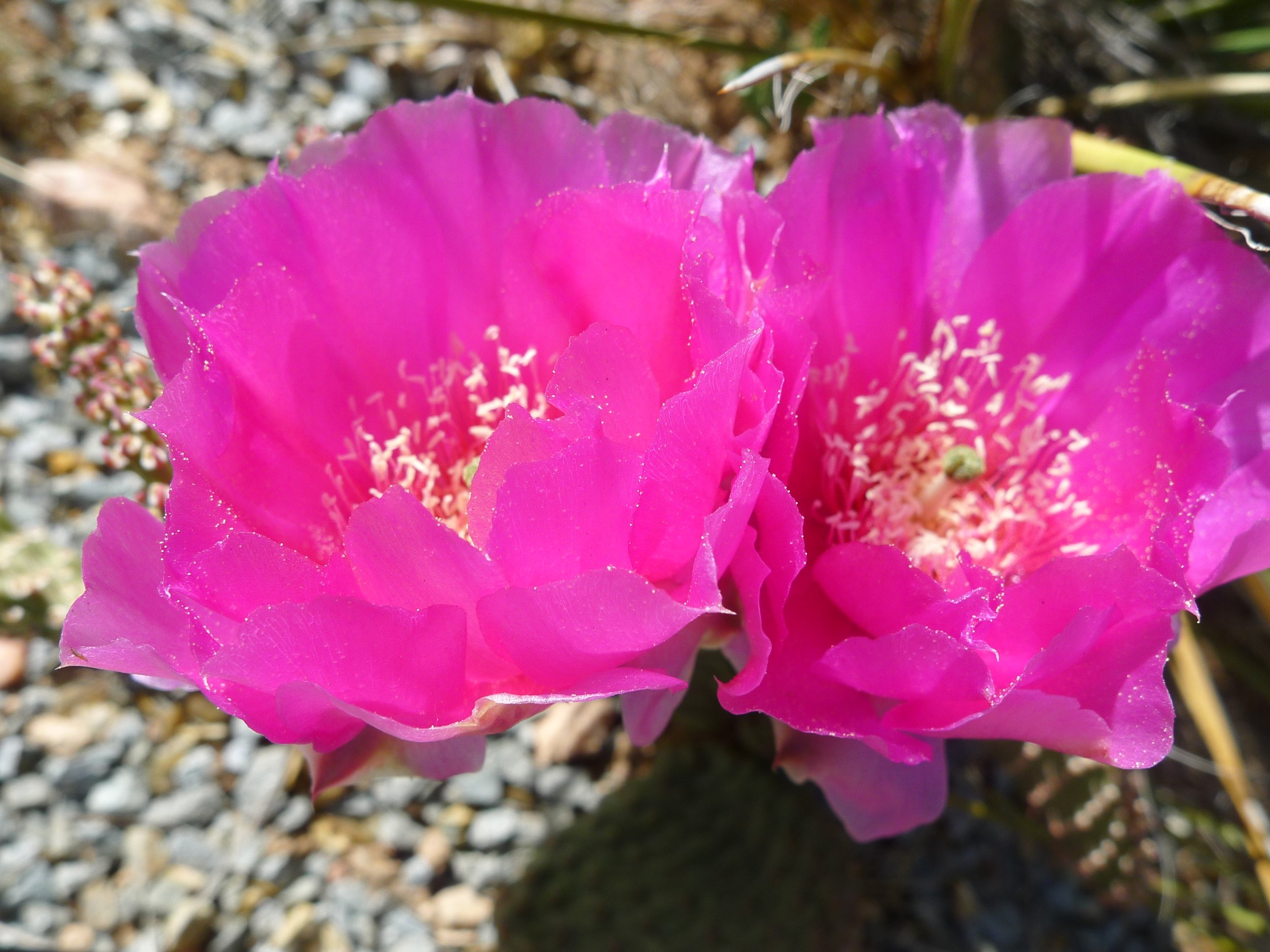 opuntia basilaris.JPG