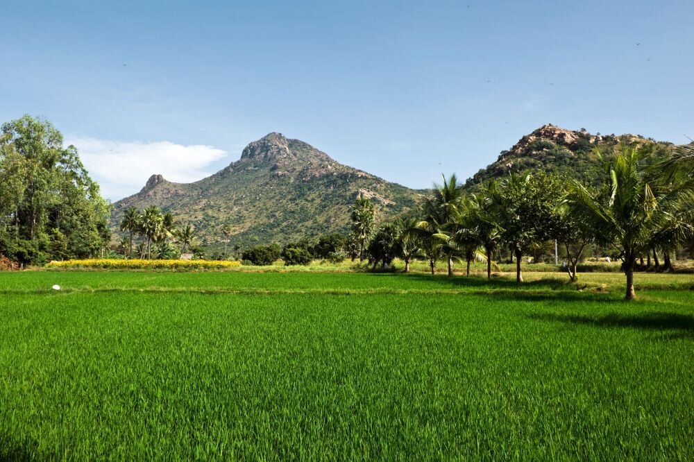 arunachala1-32.jpg