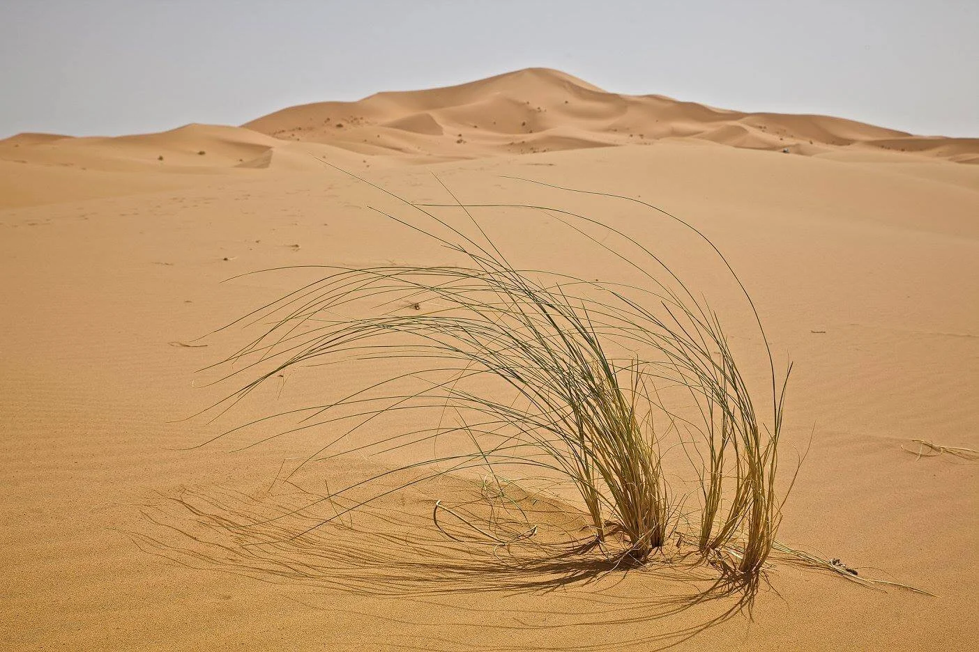 Désert du Sahara