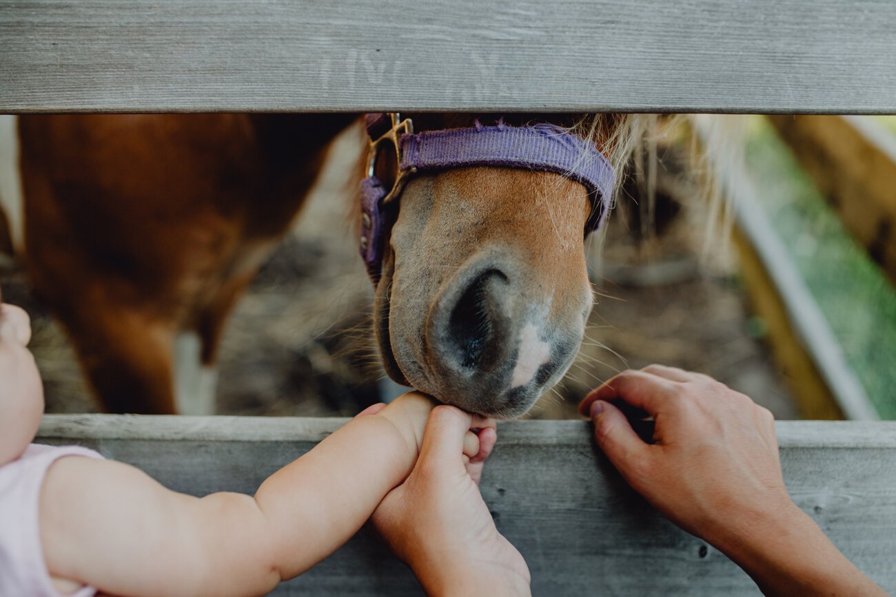 Enfant qui donne à manger à un cheval